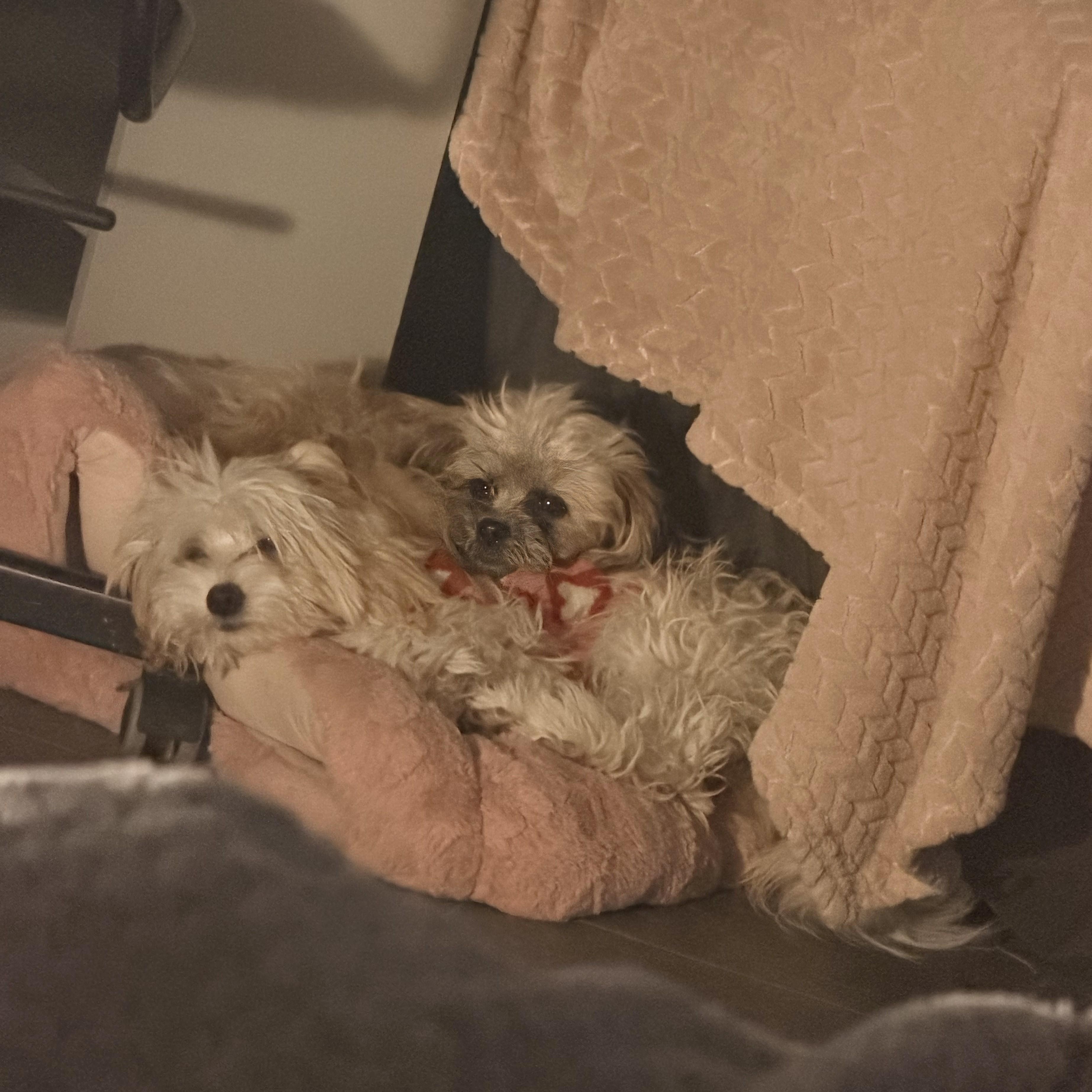 Peluchina , an adopted mixed breed in Hartford , CT image 4/6