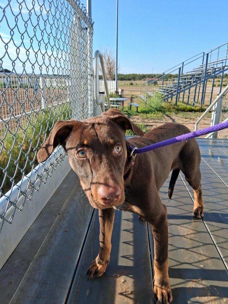 Enlarge Count Chocula, a Adoptable mixed breed in Mountainair, NM image 1/6