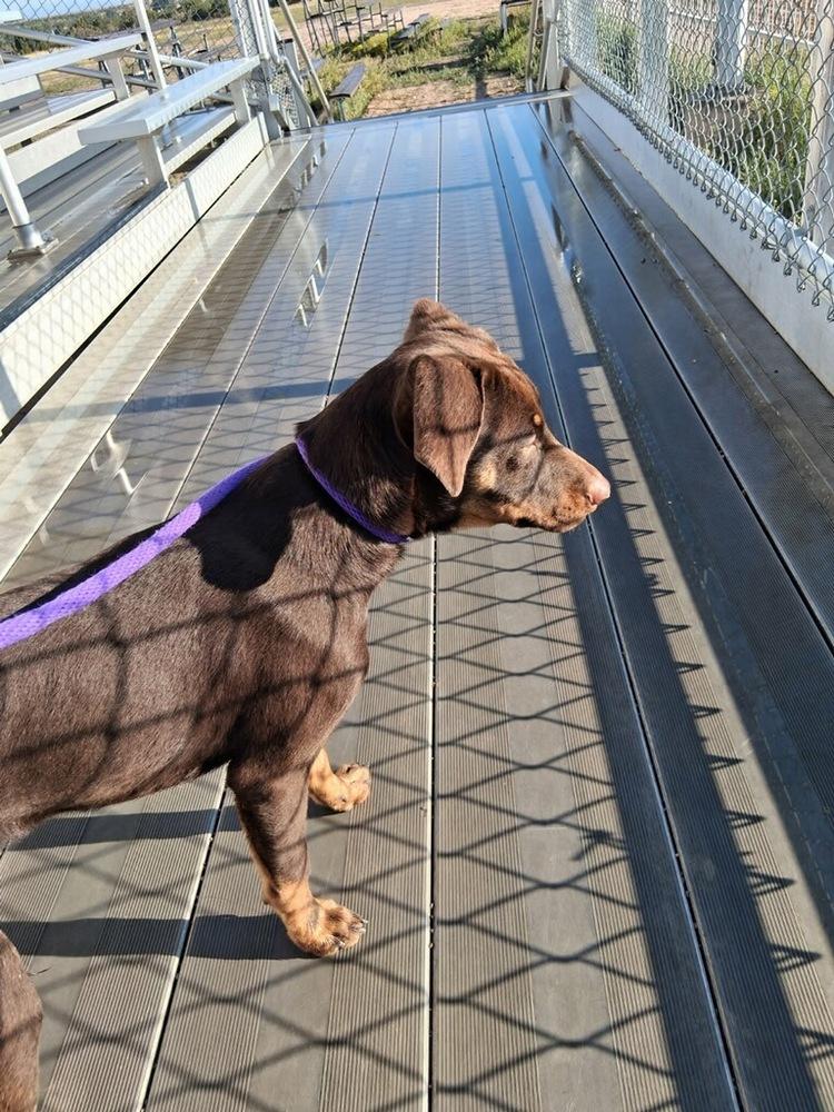 Count Chocula, Adoptable, Young Male Doberman Pinscher.