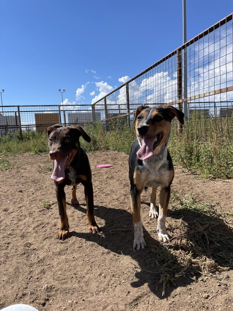 Enlarge Count Chocula, a Adoptable mixed breed in Mountainair, NM image 2/4