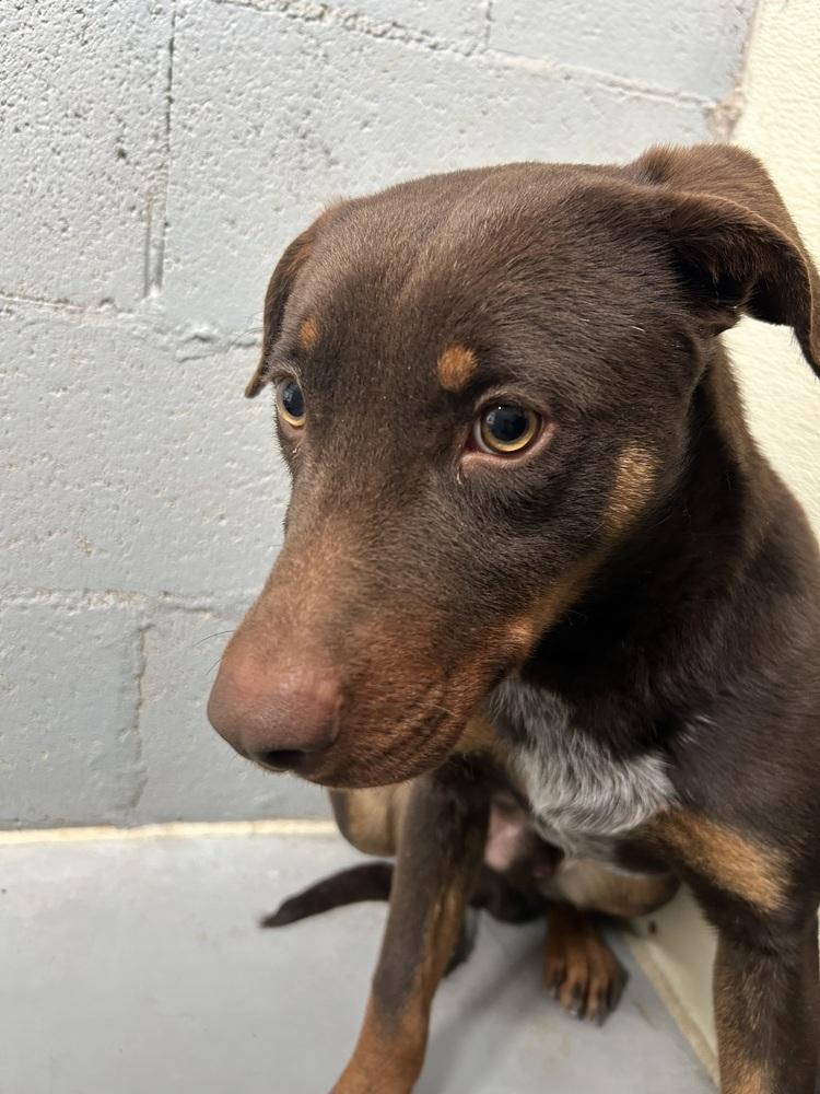 Enlarge Count Chocula, a Adoptable mixed breed in Mountainair, NM image 4/6