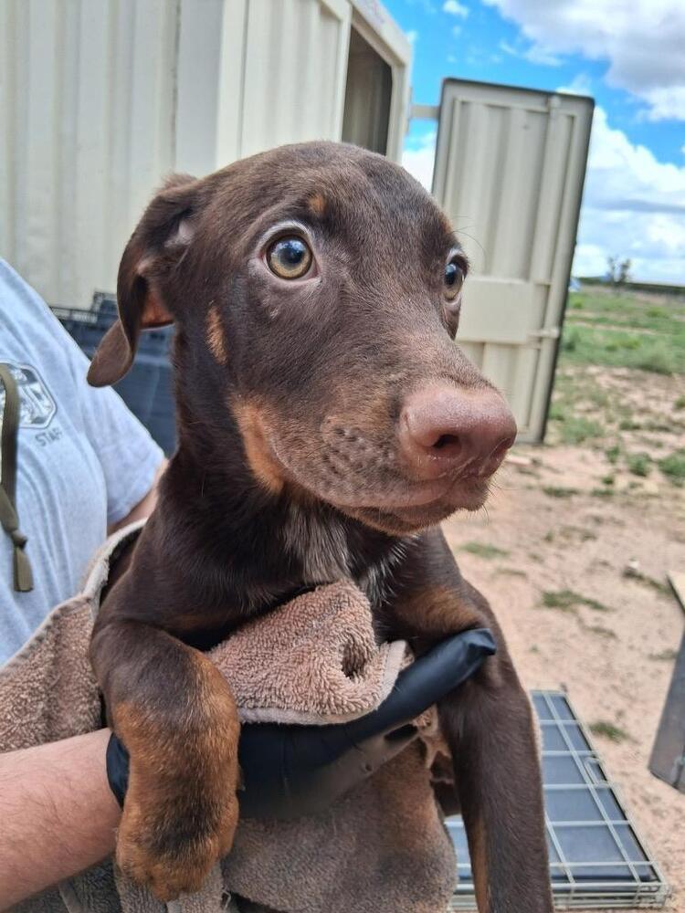 Enlarge Count Chocula, a Adoptable mixed breed in Mountainair, NM image 4/4