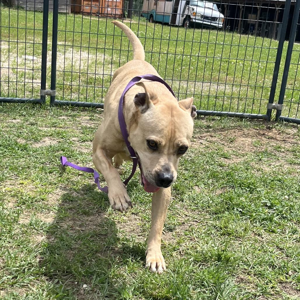 Enlarge Honey, a Adoptable Terrier in Fargo, ND image 1/6