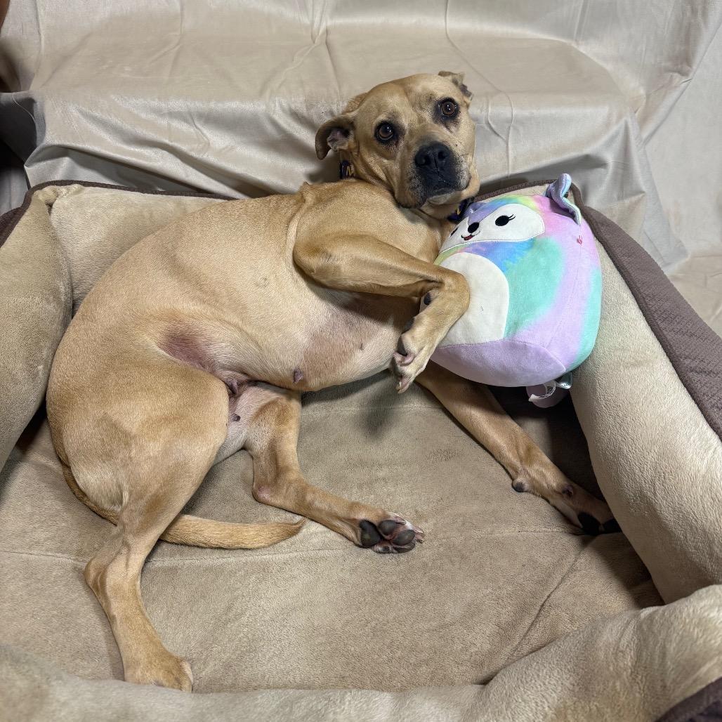 Enlarge Honey, a Adoptable Terrier in Fargo, ND image 3/6