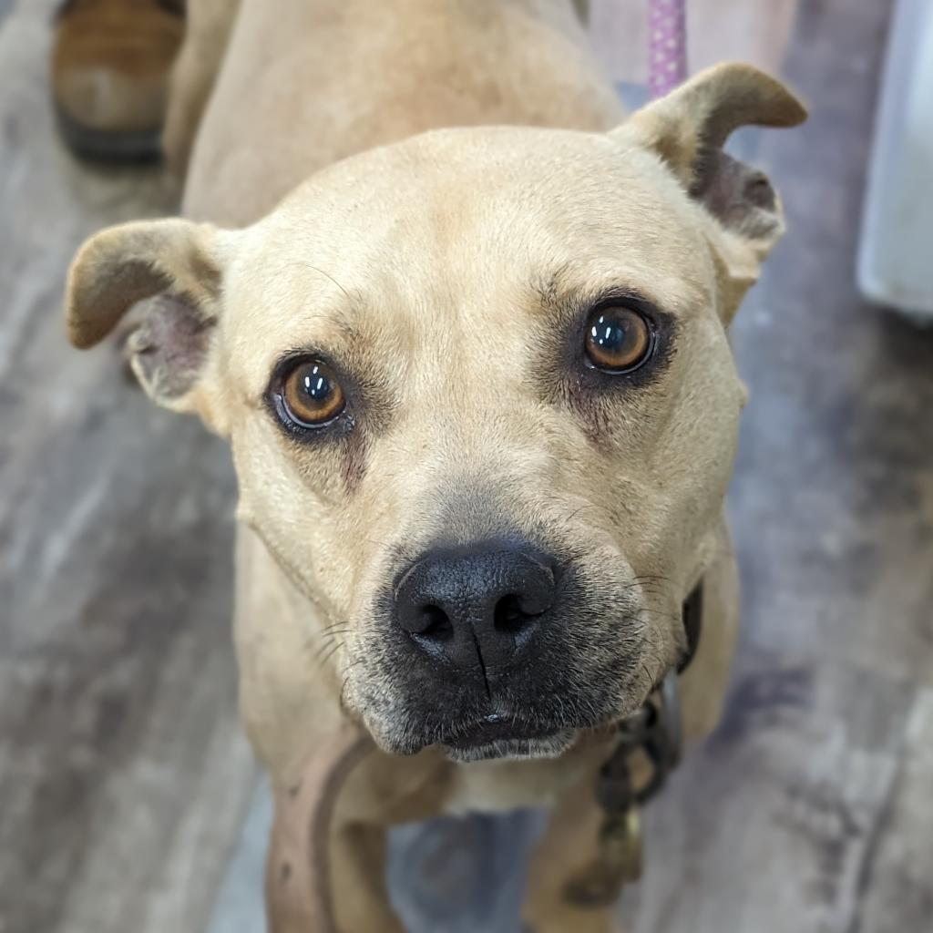 Enlarge Honey, a Adoptable Terrier in Fargo, ND image 6/6