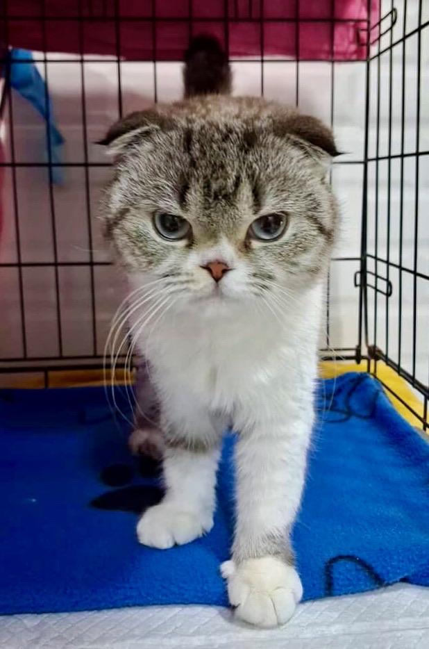 Dax, adopted, Young Male Scottish Fold.