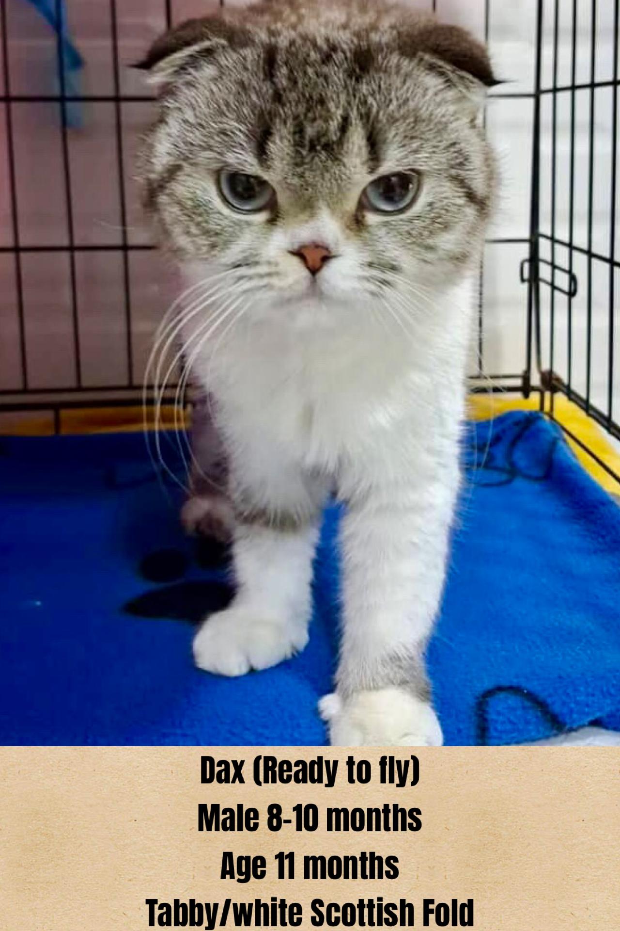 Dax, an adopted Scottish Fold in Laguna Beach, CA image 4/4