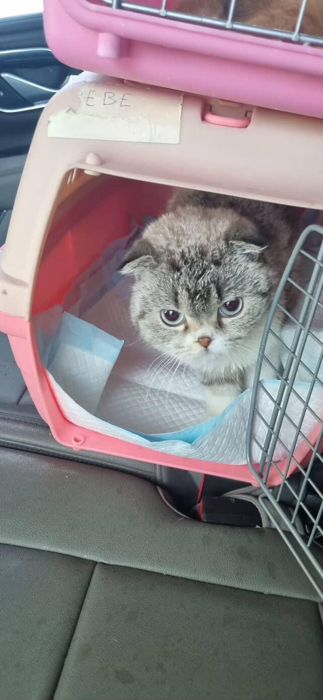 Dax, an adopted Scottish Fold in Laguna Beach, CA image 2/4