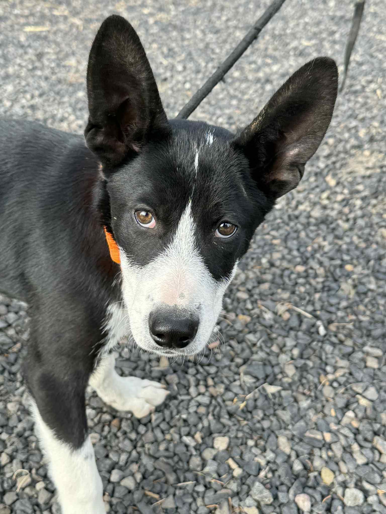 Hampton, adoptable, Puppy Male Border Collie.