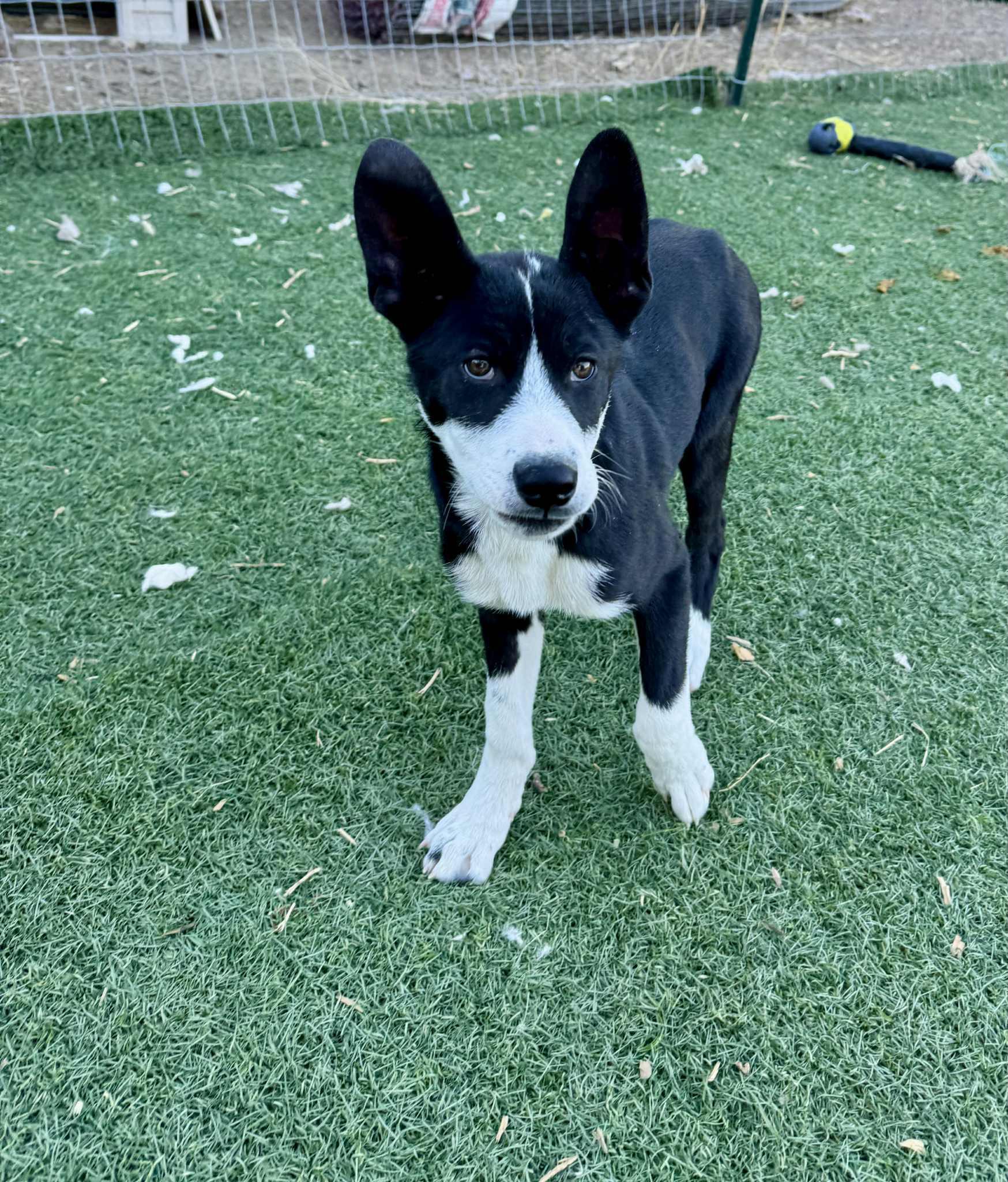 Hampton, a Adoptable mixed breed in Bend, OR image 2/5