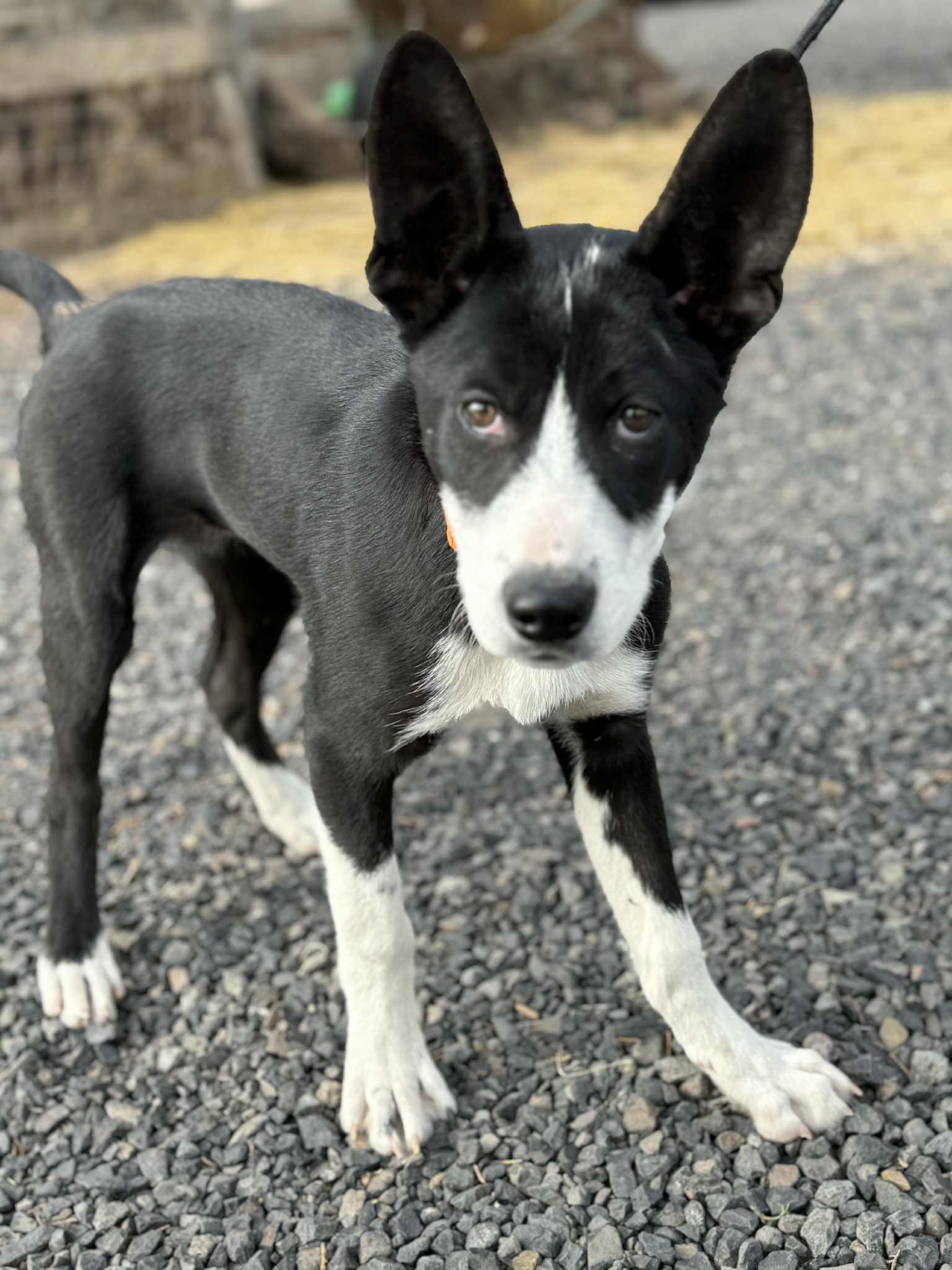 Hampton, a Adoptable mixed breed in Bend, OR image 3/5