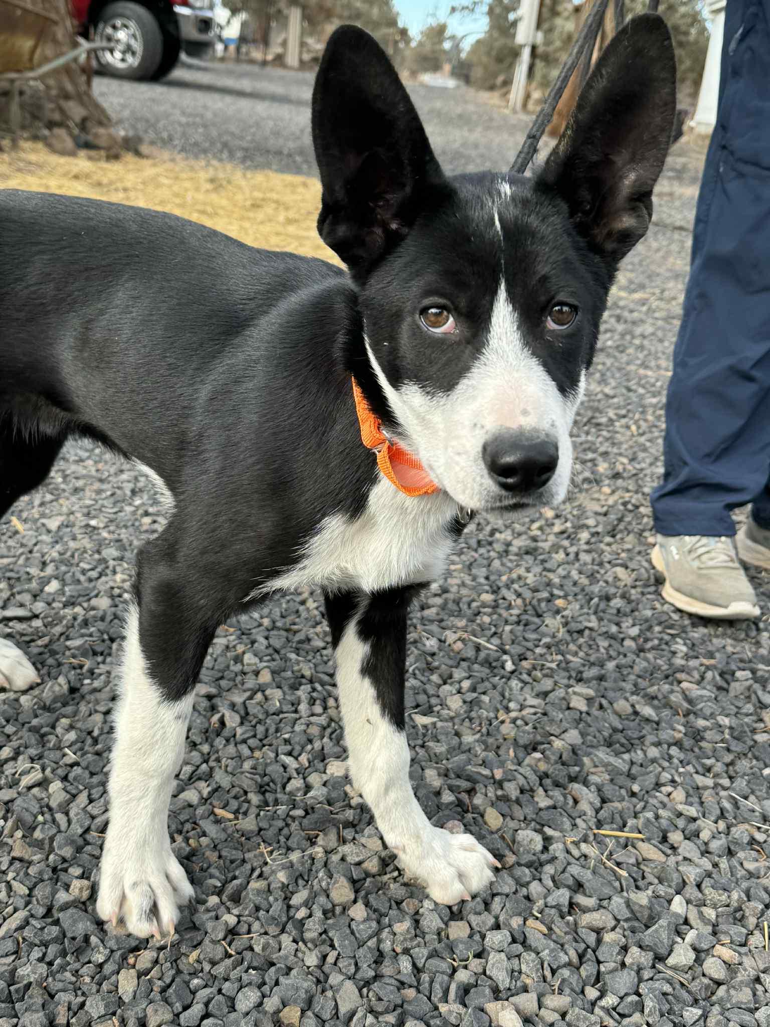 Hampton, a Adoptable mixed breed in Bend, OR image 4/5