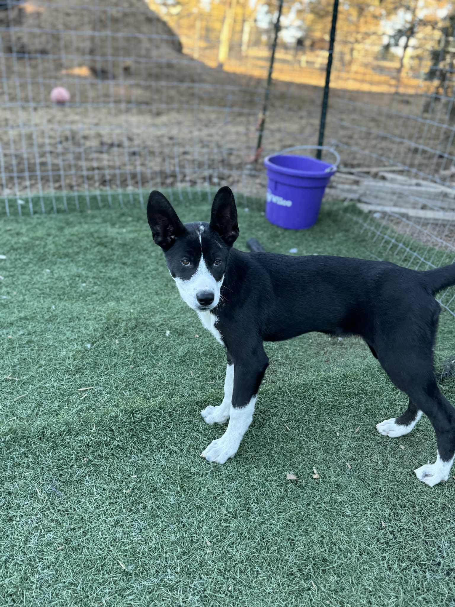 Hampton, a Adoptable mixed breed in Bend, OR image 5/5