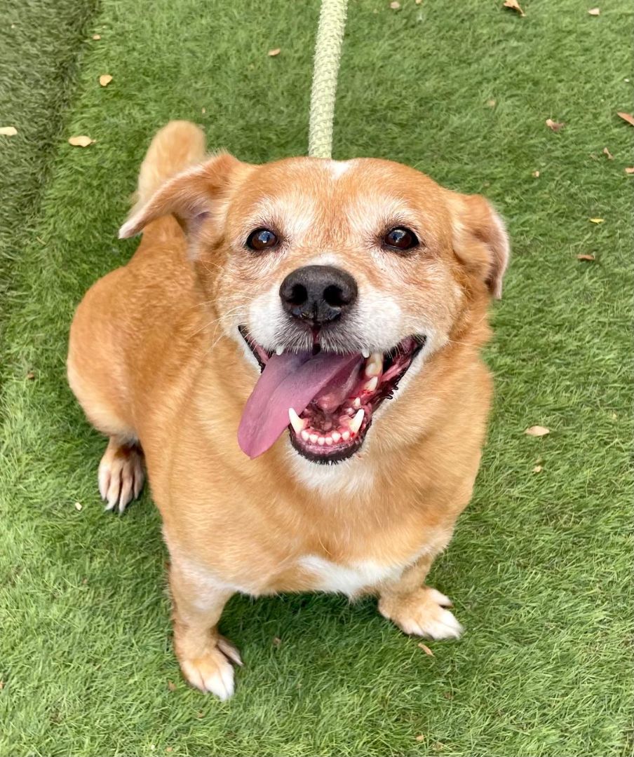 Enlarge Chanel, a Adoptable Corgi in Canoga Park, CA image 1/6