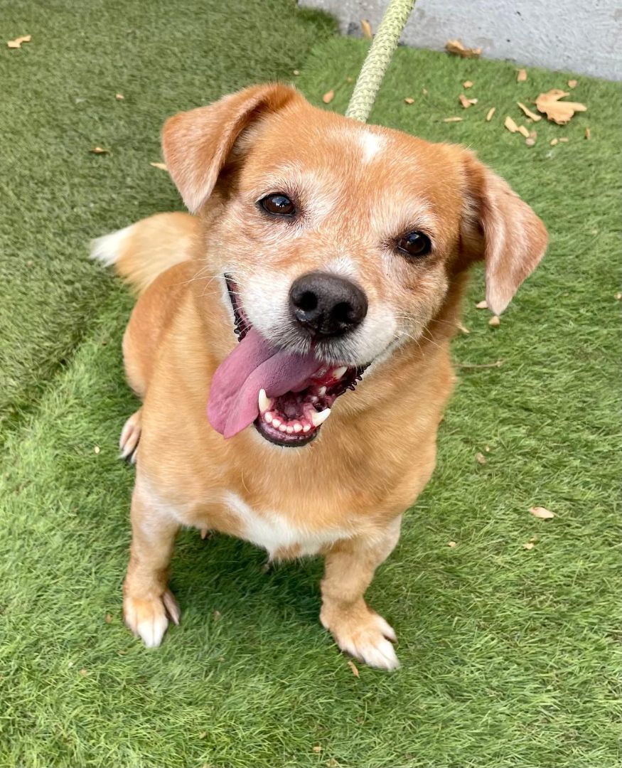 Enlarge Chanel, a Adoptable Corgi in Canoga Park, CA image 2/6