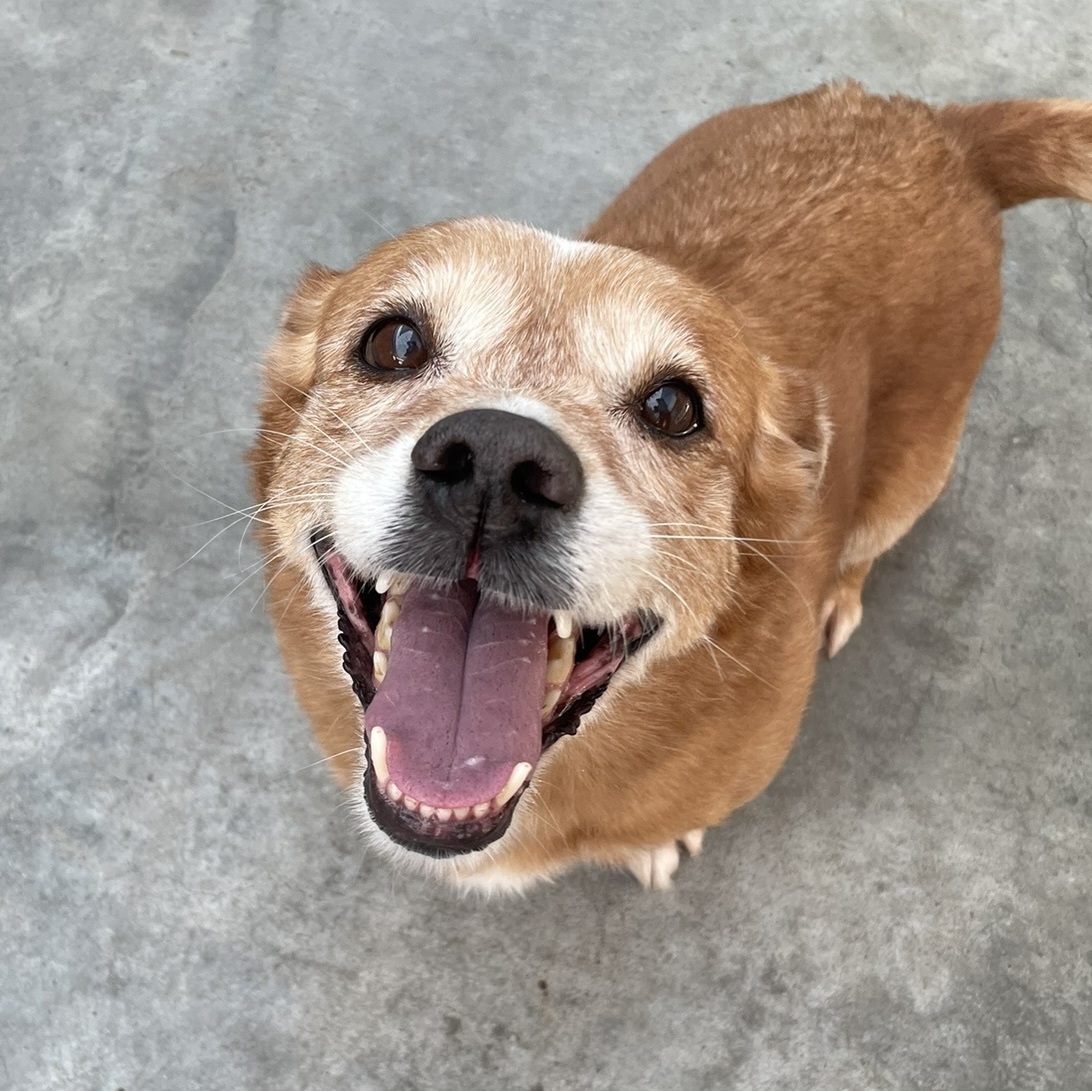 Enlarge Chanel, a Adoptable Corgi in Canoga Park, CA image 3/6