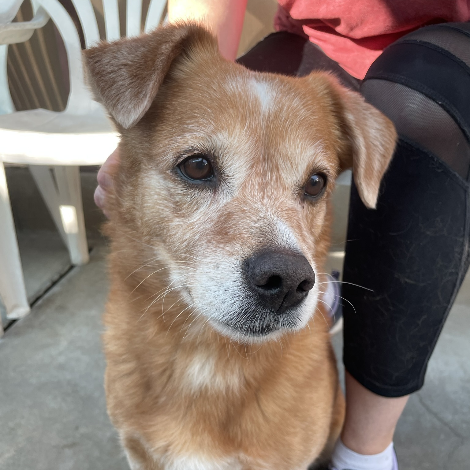 Enlarge Chanel, a Adoptable Corgi in Canoga Park, CA image 4/6
