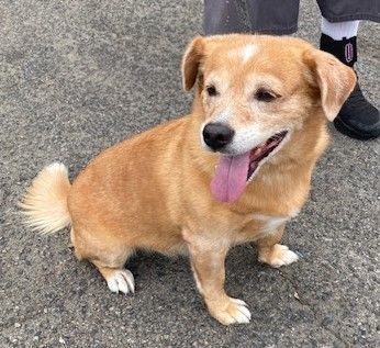 Enlarge Chanel, a Adoptable Corgi in Canoga Park, CA image 5/6