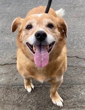 Chanel, Adoptable, Adult Female Corgi.