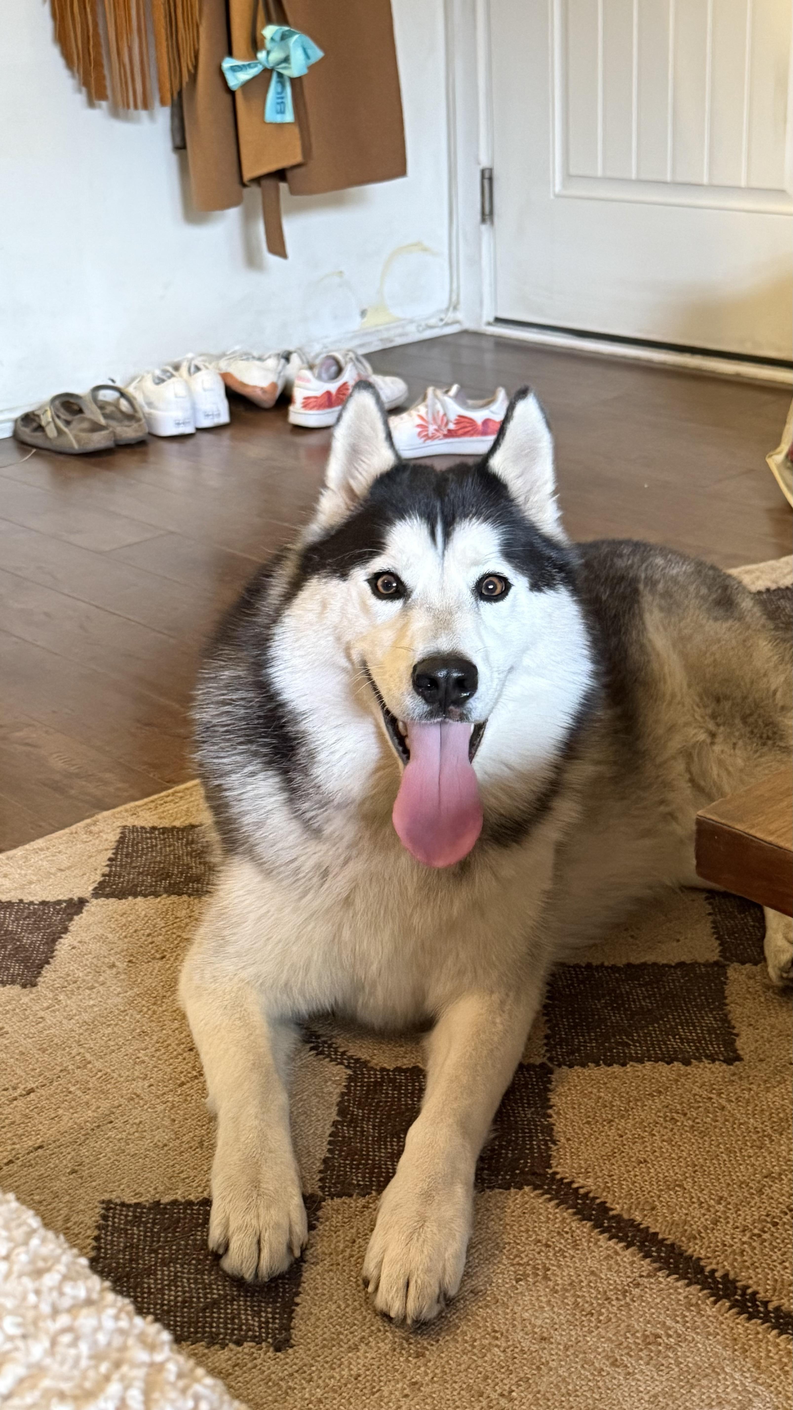 Enlarge Dakota, a ADOPTABLE Husky in West Hollywood, CA image 1/1