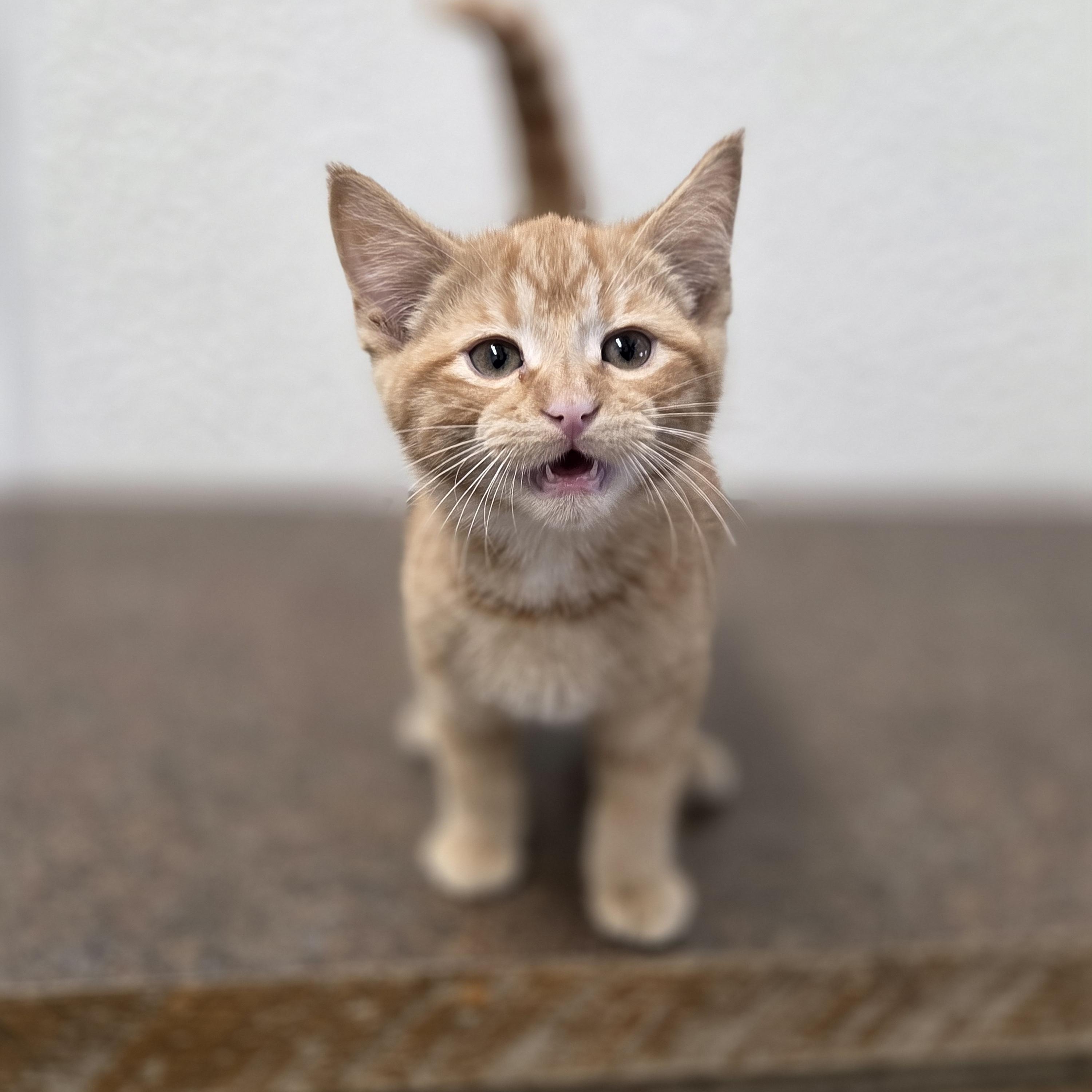 Squash, adopted, Young Male Domestic Short Hair.