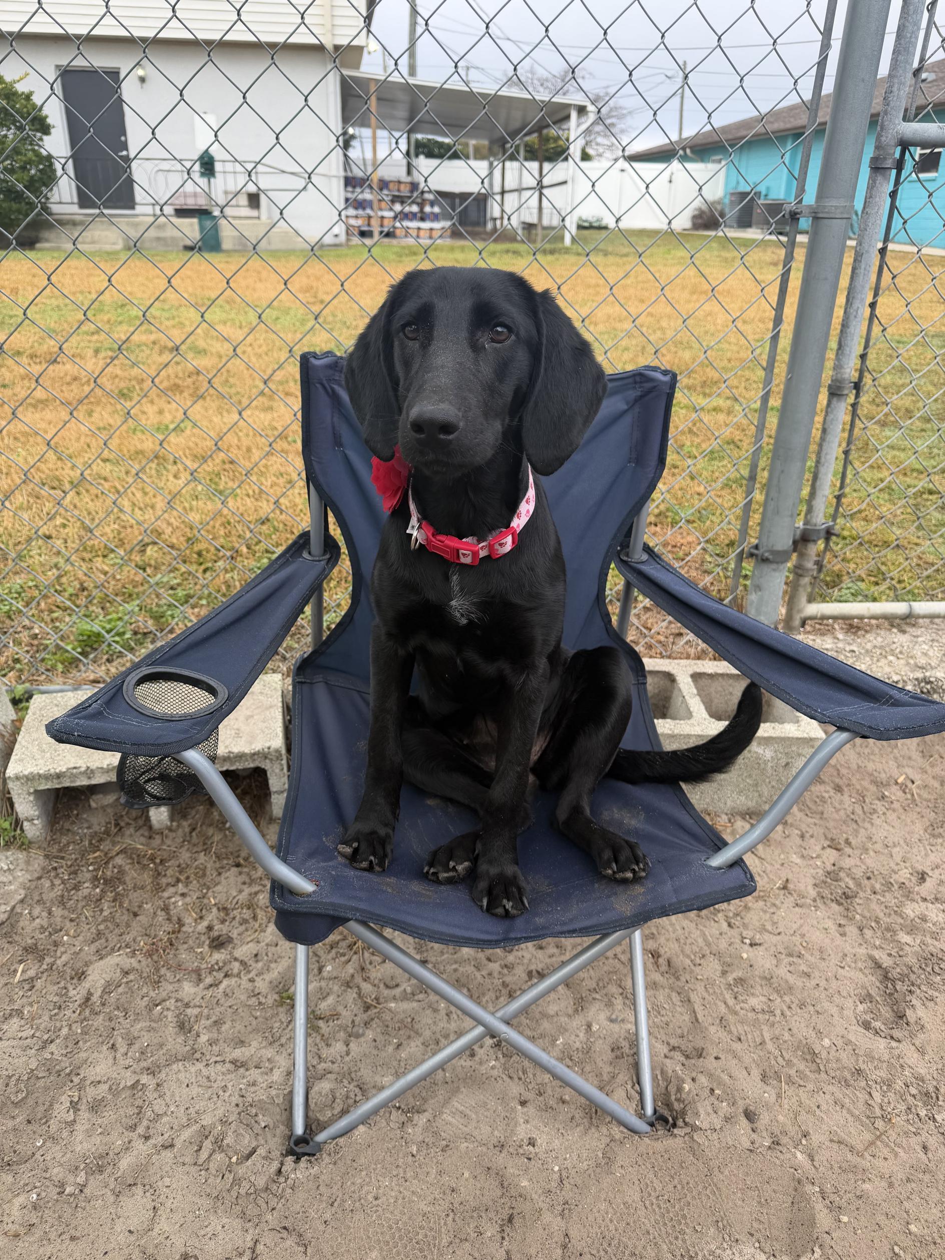 Brie, adoptable, Adult Female Black Labrador Retriever & Hound.