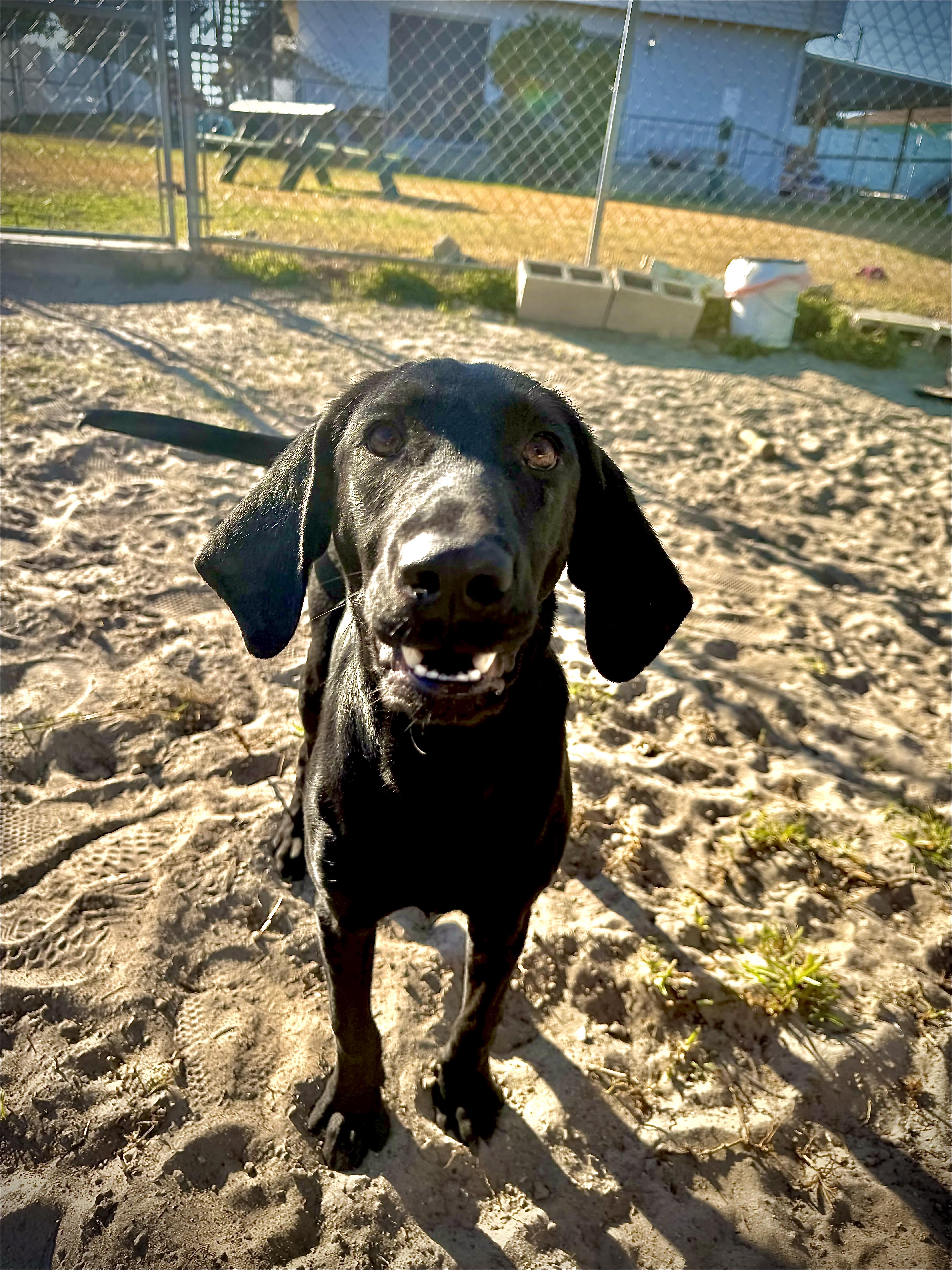 Brie, an adoptable mixed breed in New Port Richey, FL image 2/2