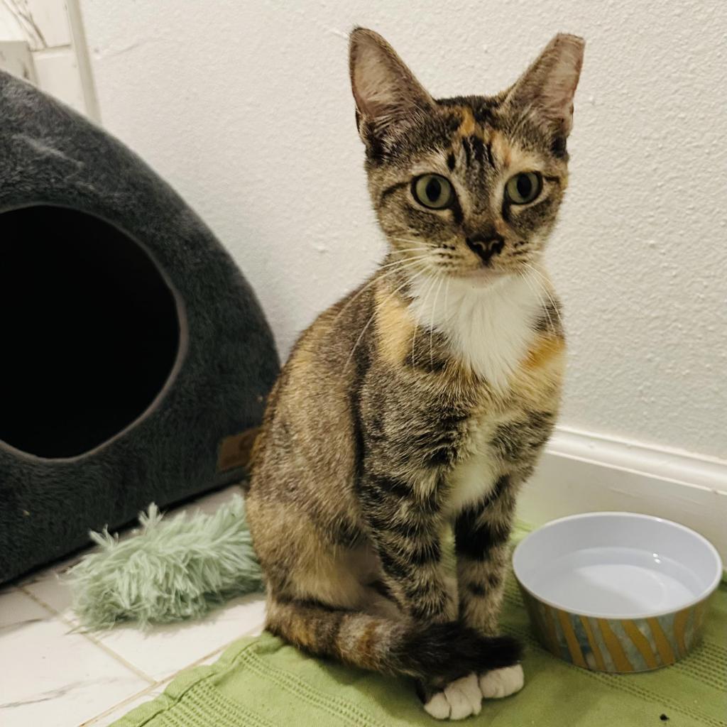 Enlarge Noni, a Adoptable Domestic Short Hair in Fort Worth, TX image 1/3