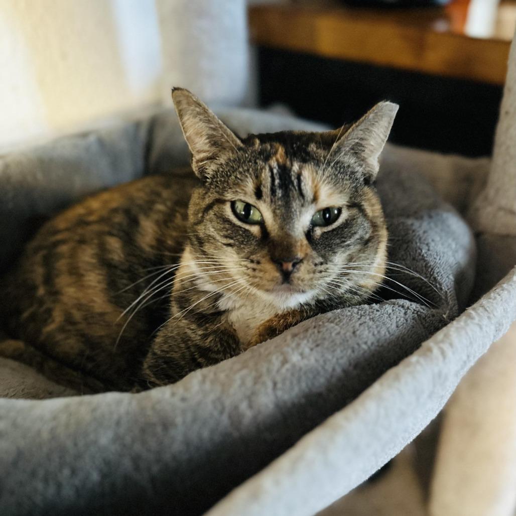 Noni, Adoptable, Adult Female Domestic Short Hair.