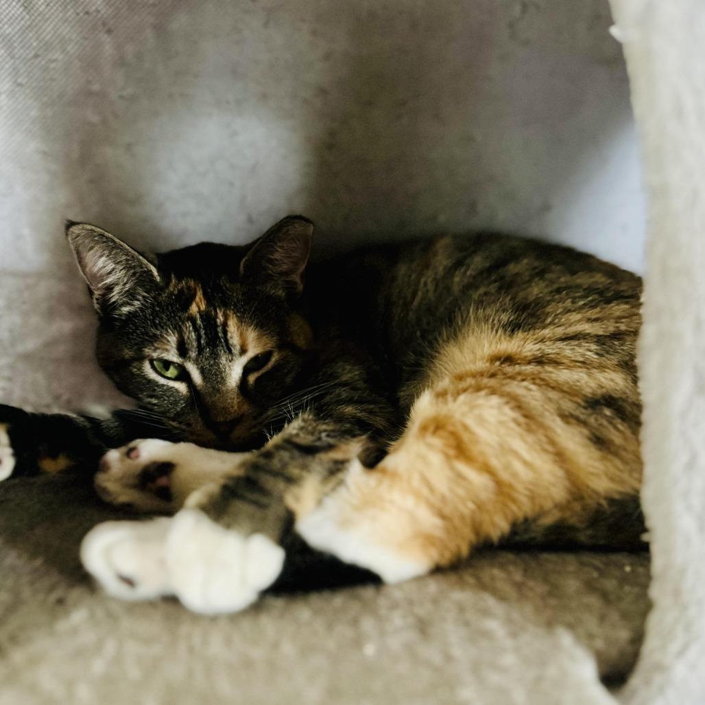 Enlarge Noni, a Adoptable Domestic Short Hair in Fort Worth, TX image 2/3