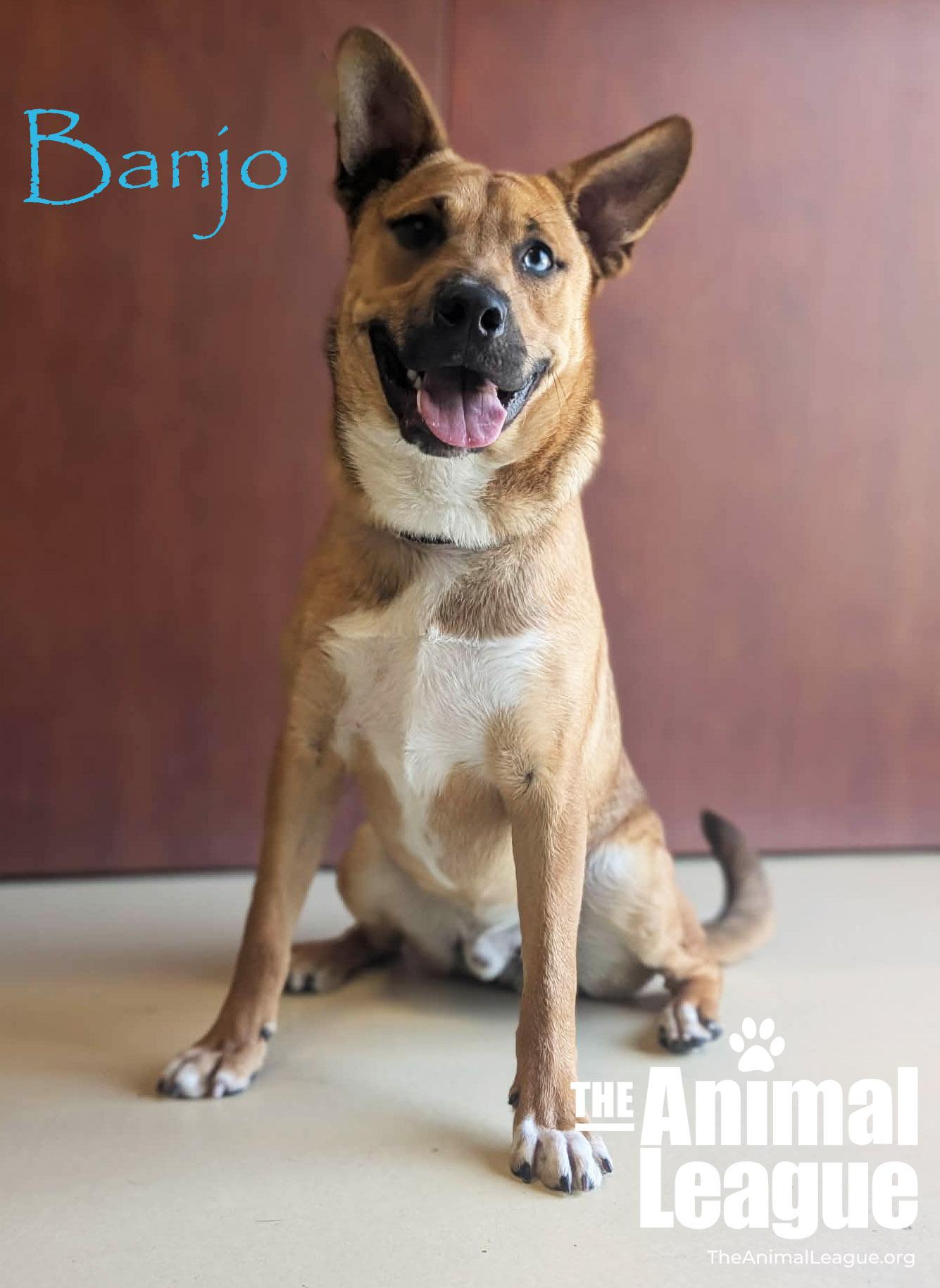 Enlarge Banjo, a Adoptable mixed breed in Groveland, FL image 2/4