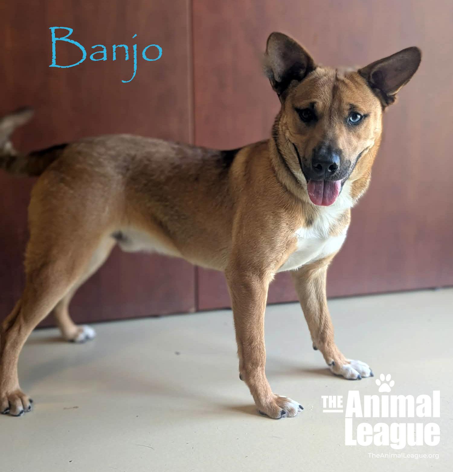 Enlarge Banjo, a Adoptable mixed breed in Groveland, FL image 1/4