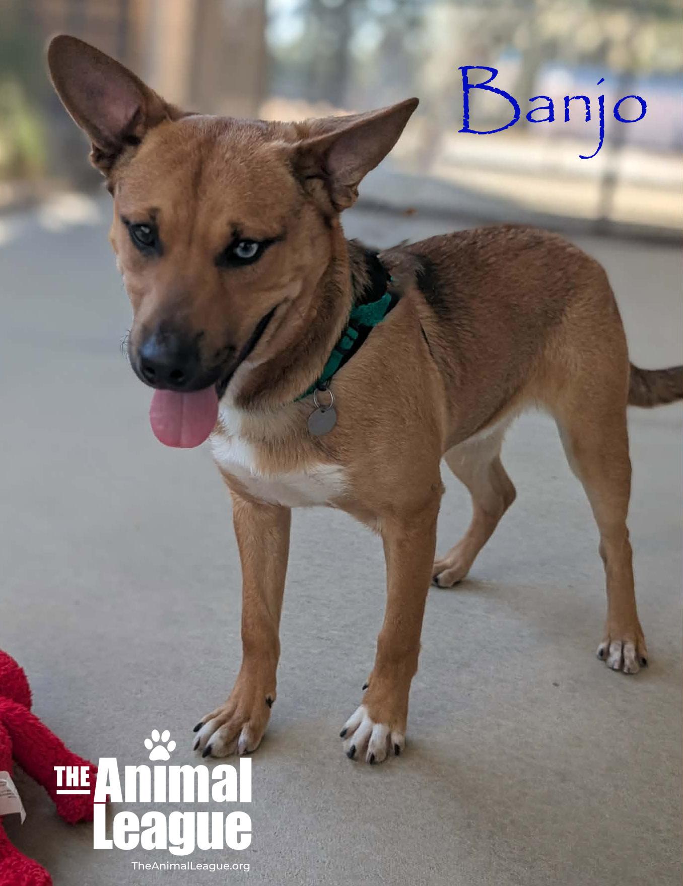 Enlarge Banjo, a Adoptable mixed breed in Clermont, FL image 1/2