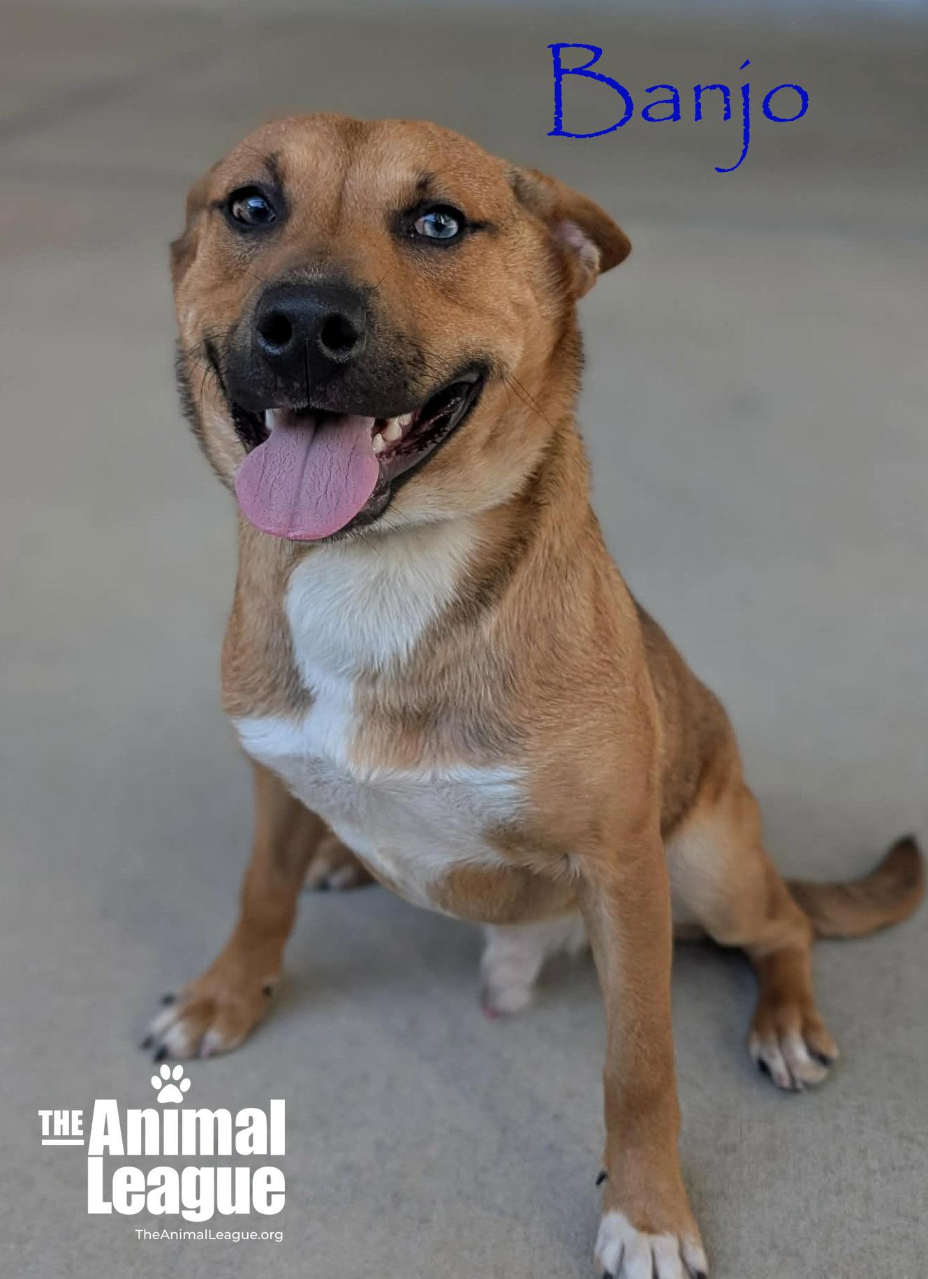 Enlarge Banjo, a Adoptable mixed breed in Clermont, FL image 2/2