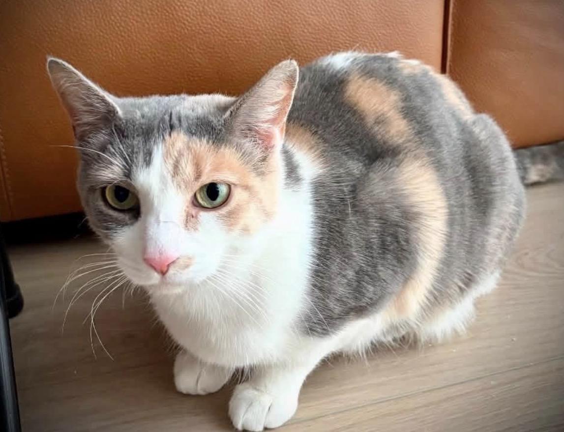 Paige, Adoptable, Young Female Dilute Calico.