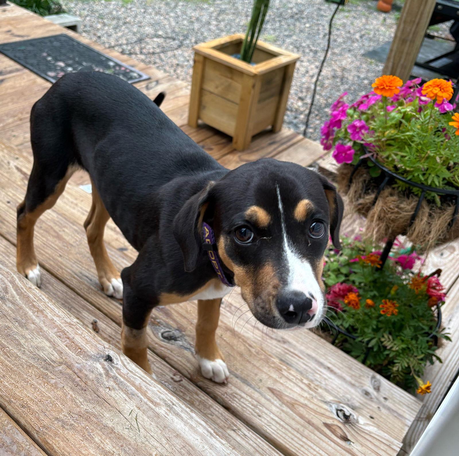 Joan, Adopted, Puppy Female Hound.