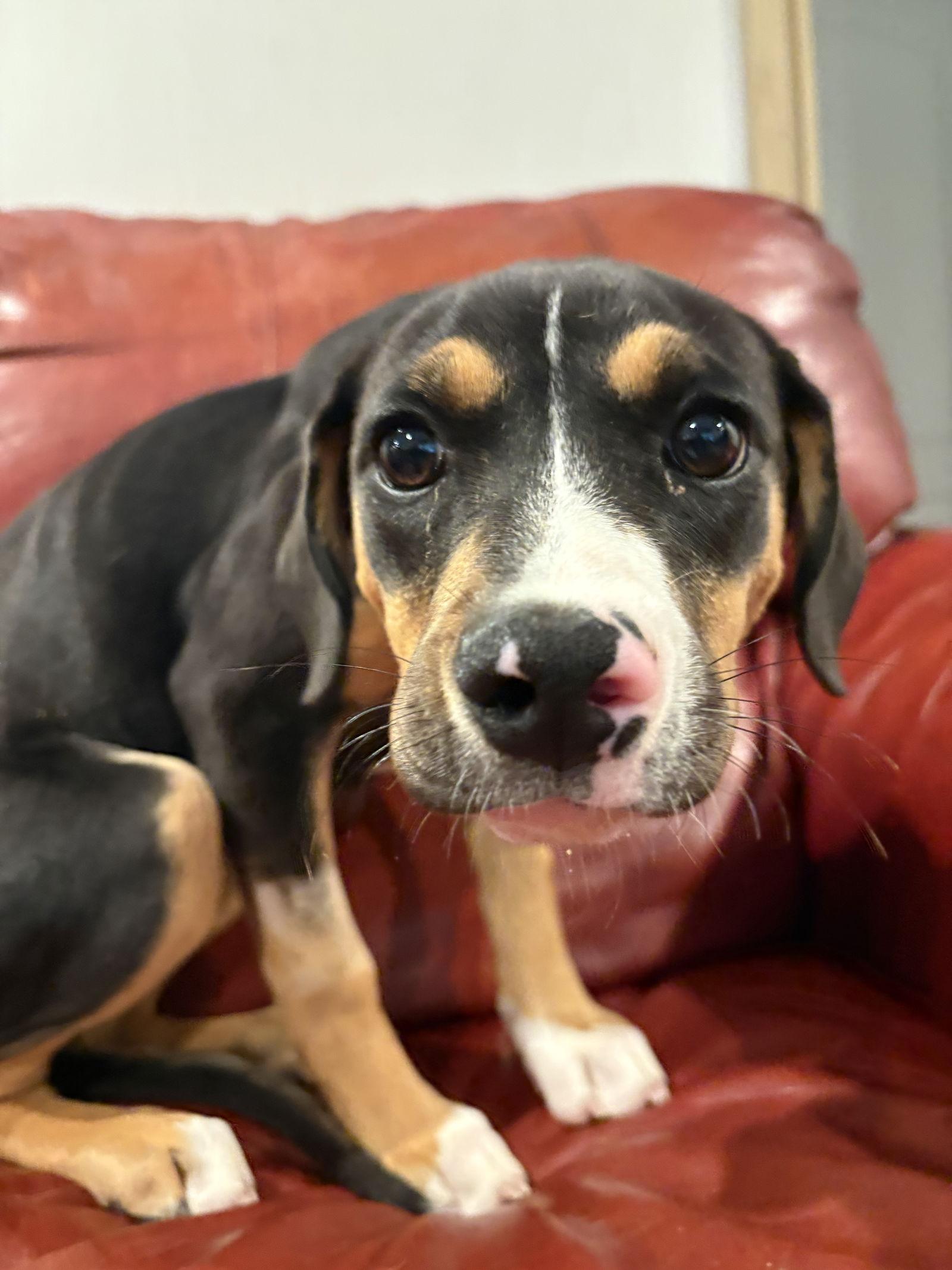 Enlarge Joan, a Adopted Hound in Mount Pleasant, SC image 2/2