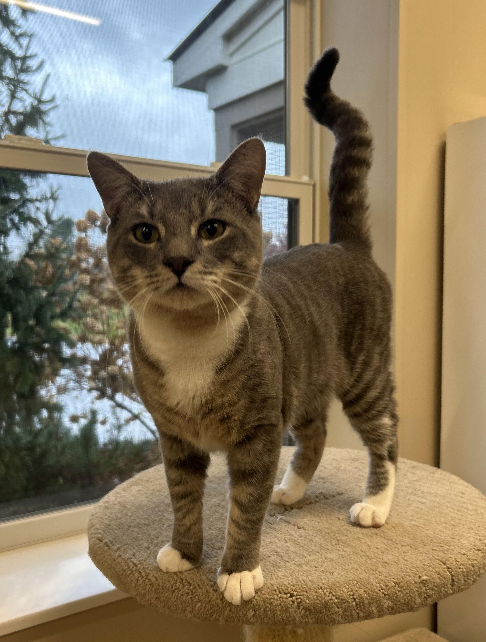 Edgar, Adoptable, Adult Male Domestic Short Hair.