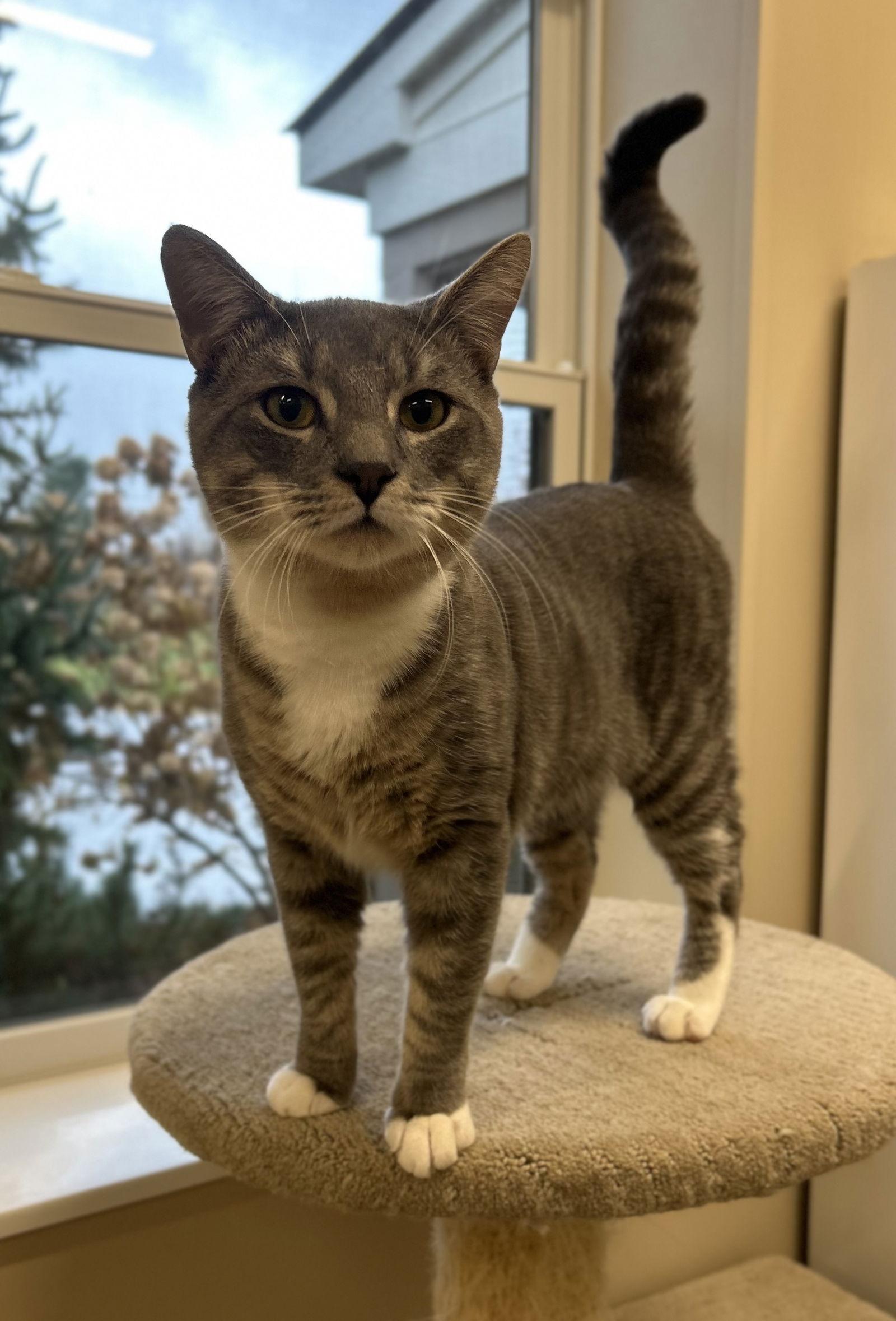 Enlarge Edgar, a Adoptable Domestic Short Hair in Arlington, VT image 2/3