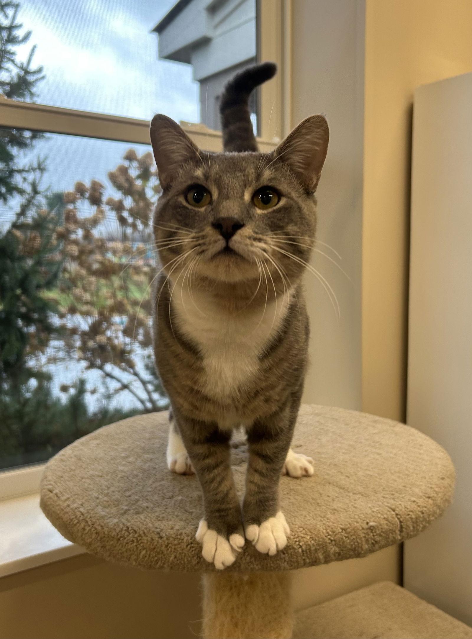 Enlarge Edgar, a Adoptable Domestic Short Hair in Arlington, VT image 3/3