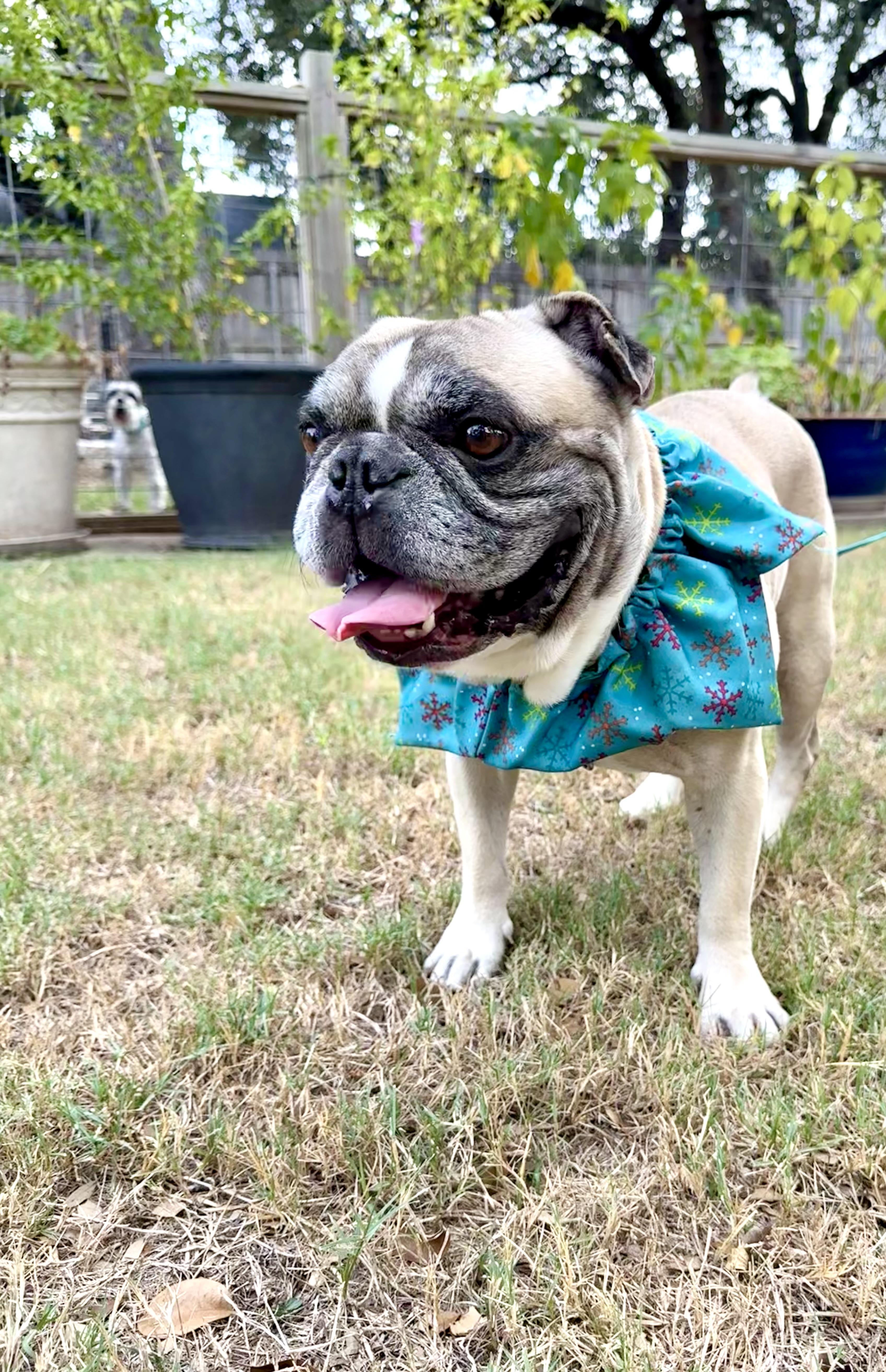 Enlarge Phipps the Texas Frenchie, a Adopted French Bulldog in Niantic , CT image 5/6