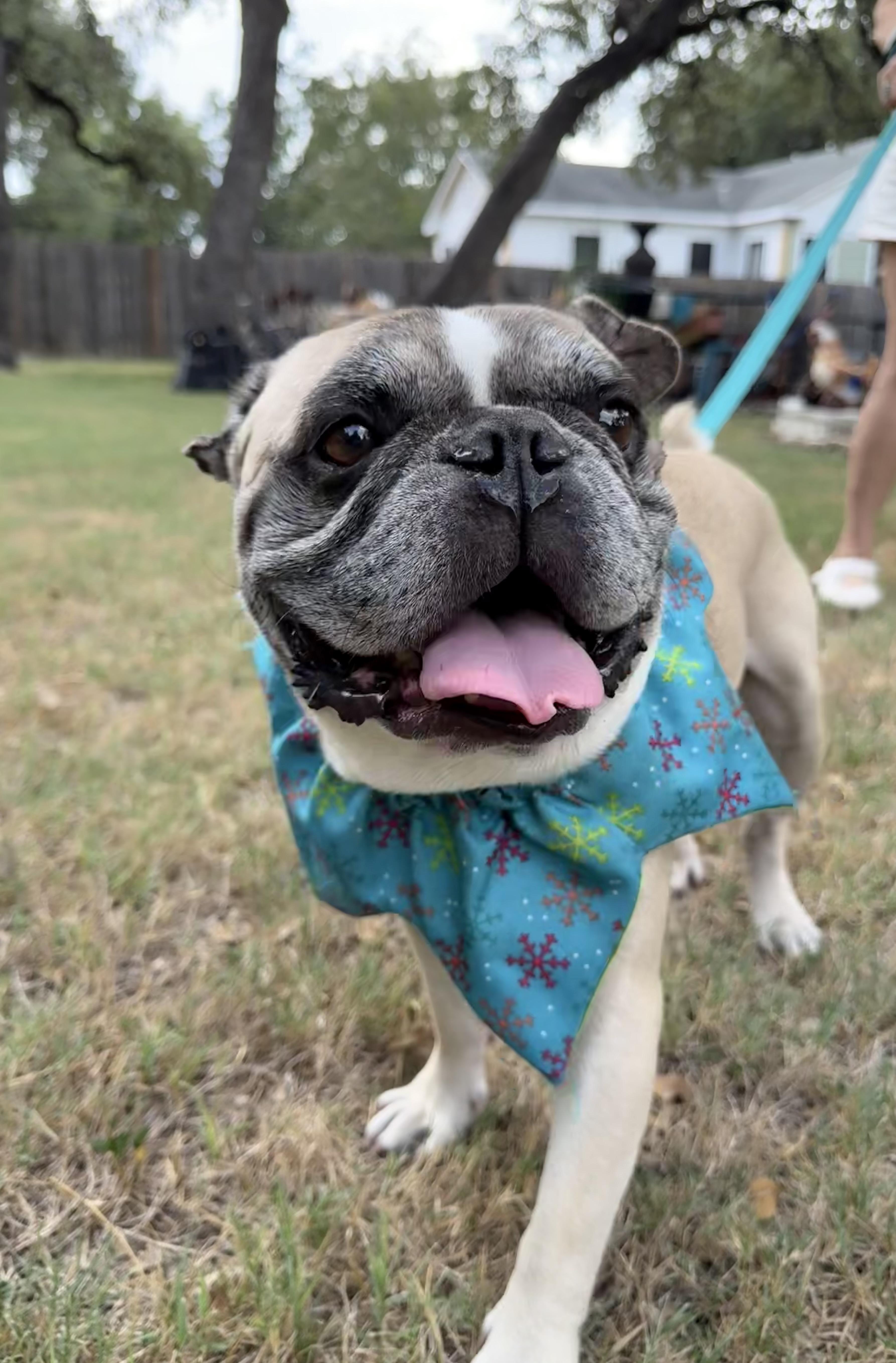 Enlarge Phipps the Texas Frenchie, a Adopted French Bulldog in Niantic , CT image 3/6