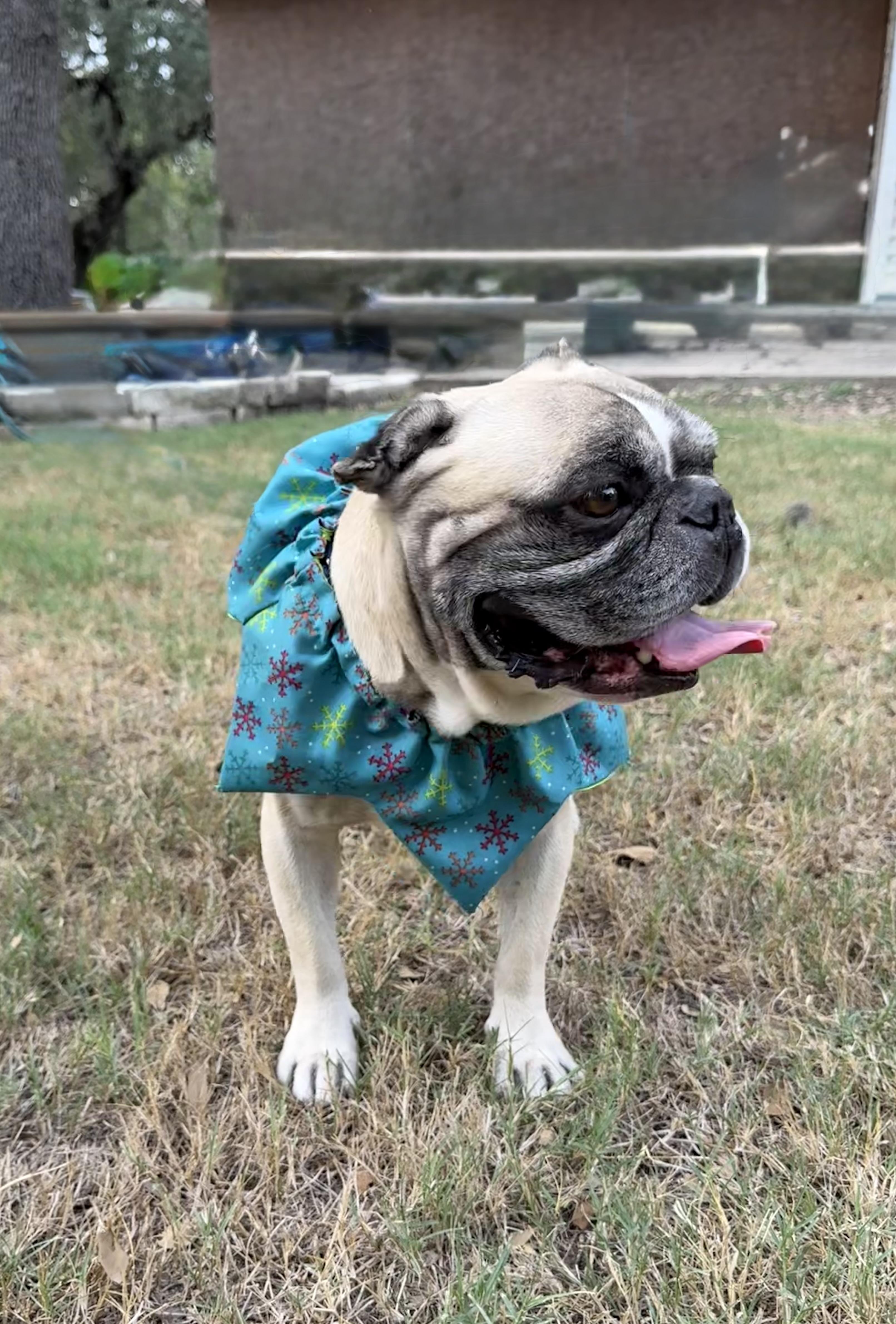 Enlarge Phipps the Texas Frenchie, a Adopted French Bulldog in Niantic , CT image 4/6