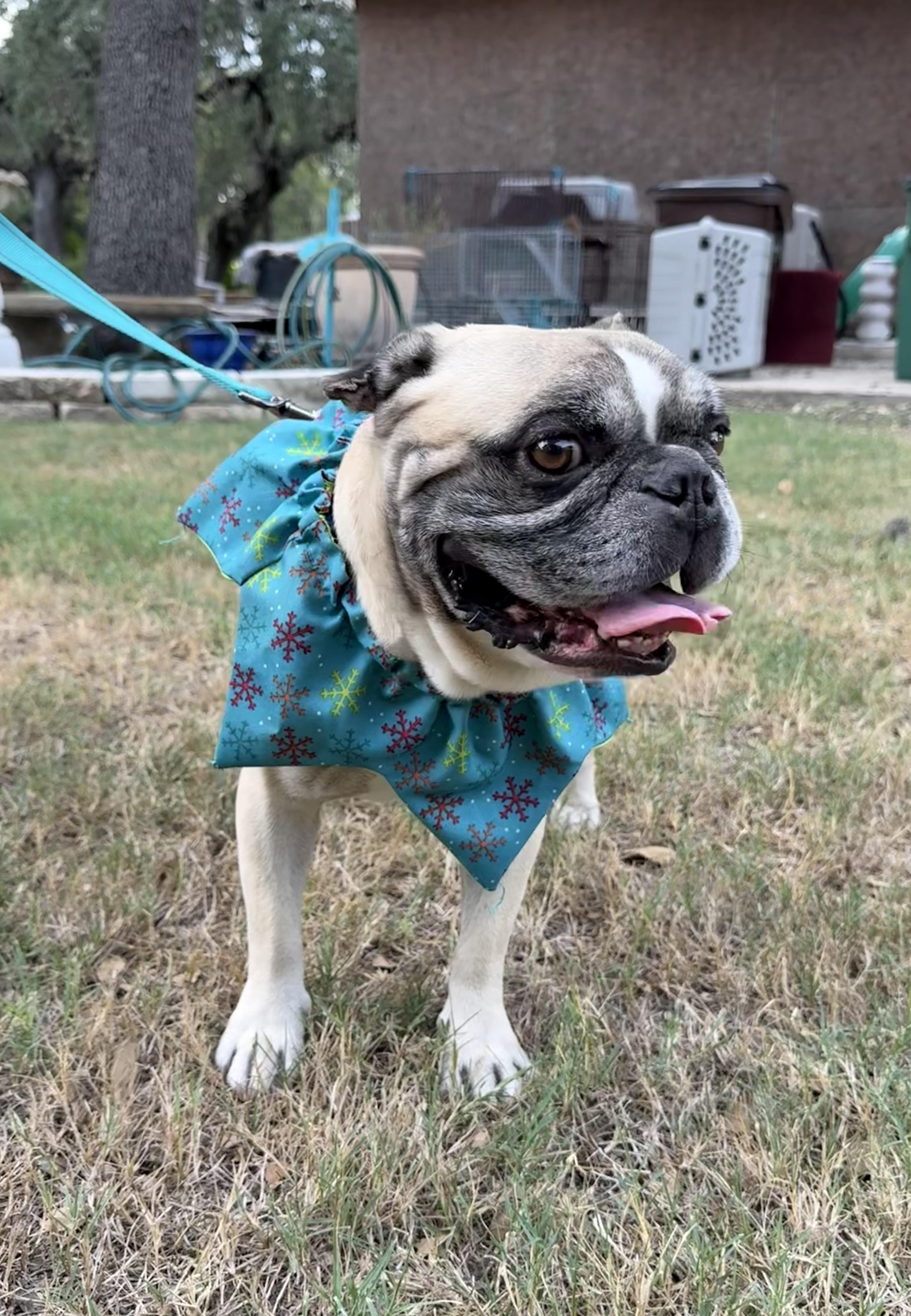 Enlarge Phipps the Texas Frenchie, a Adopted French Bulldog in Niantic , CT image 6/6