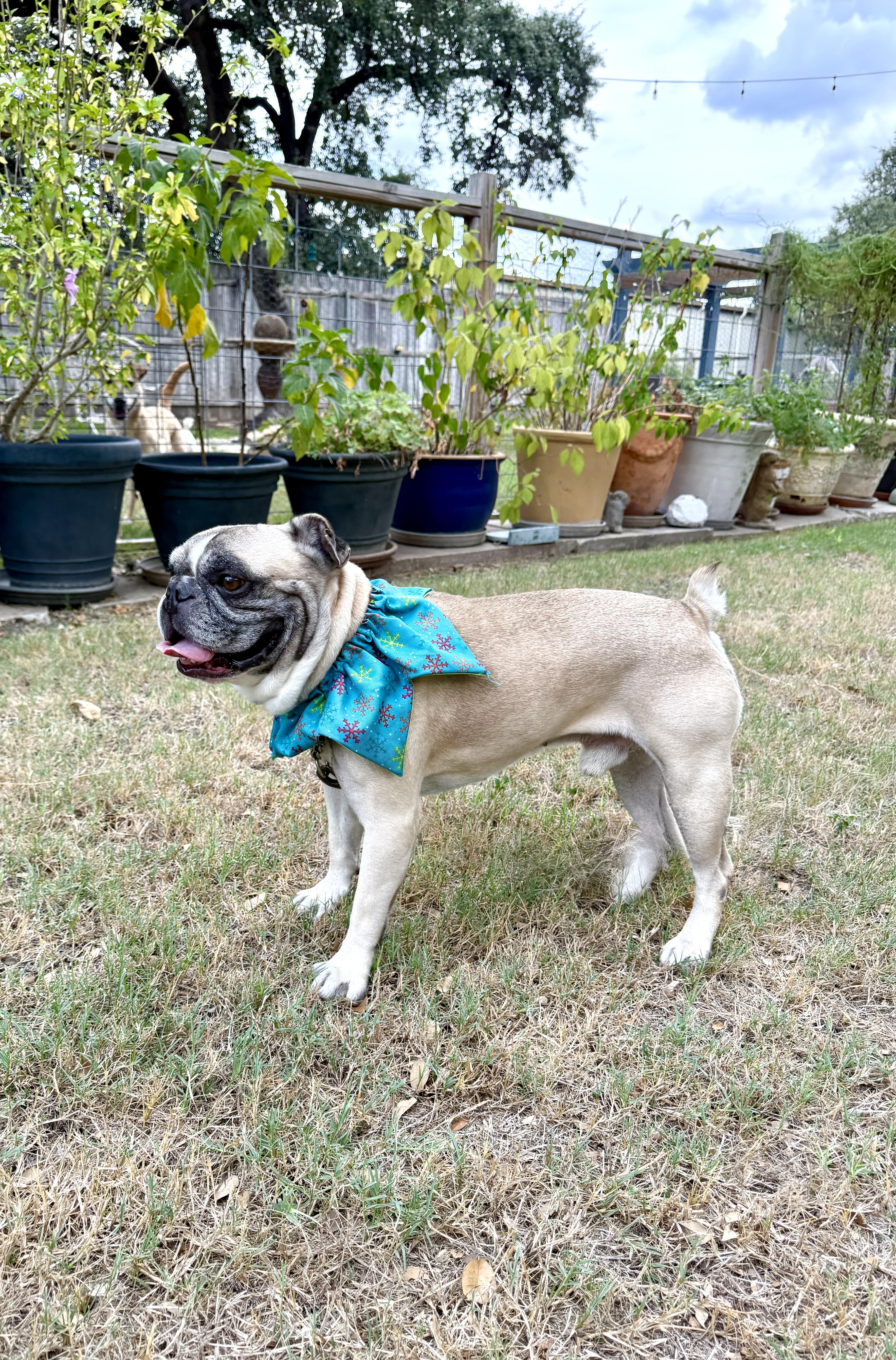 Phipps the Texas Frenchie, Adopted, Adult Male French Bulldog.