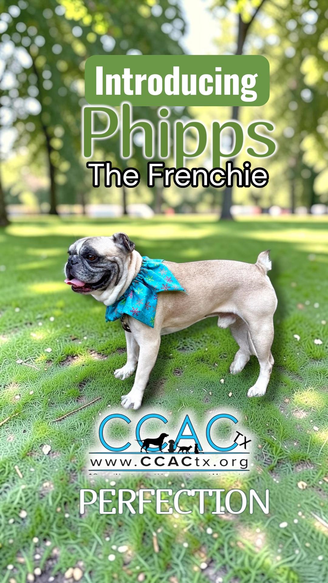 Enlarge Phipps the Texas Frenchie, a Adopted French Bulldog in Niantic , CT image 2/6