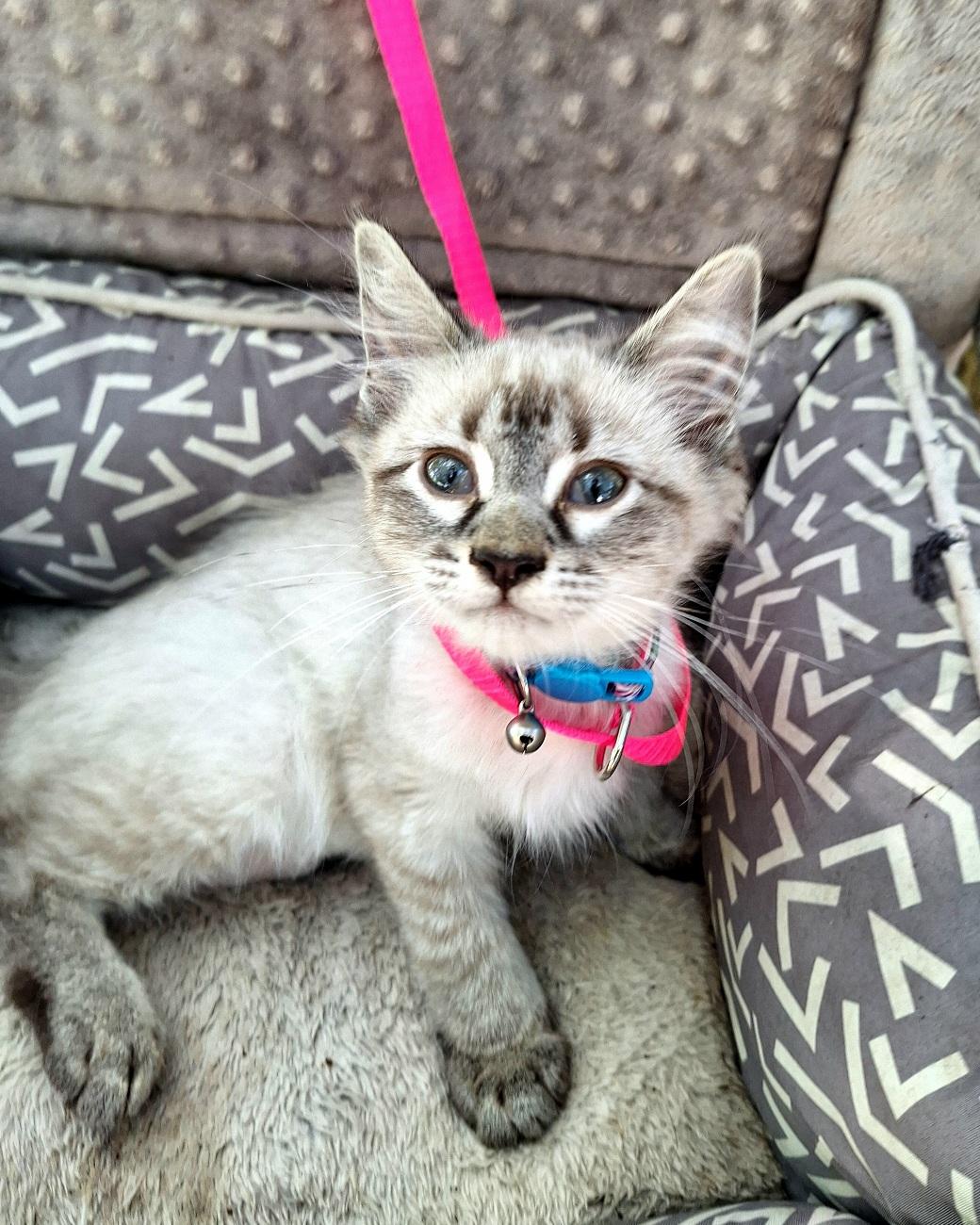 Juliska WV14487-T LOCAL Adoption Event in Woodinville 8/23, an adopted mixed breed in Woodinville, WA image 3/5
