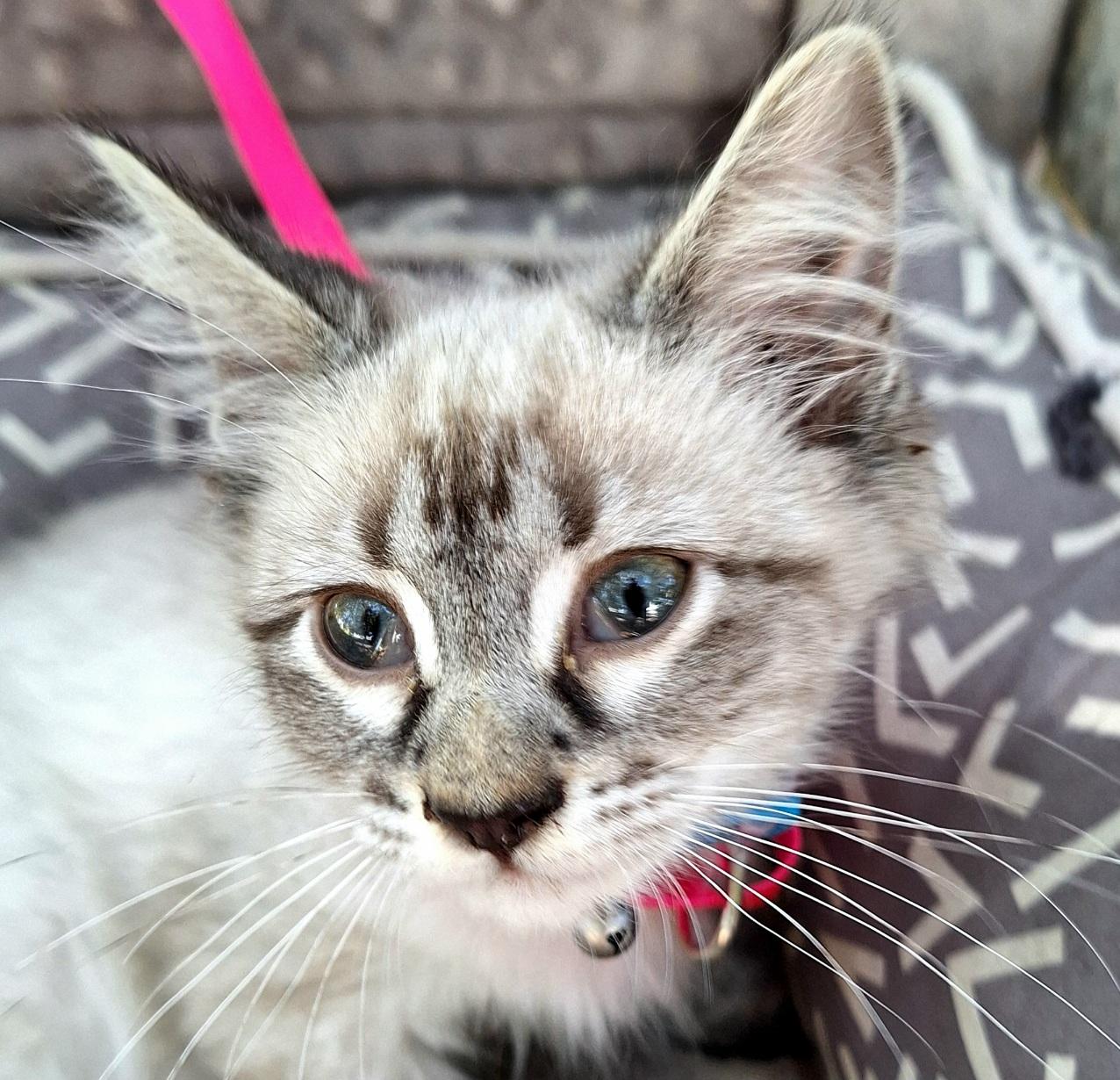 Juliska WV14487-T LOCAL Adoption Event in Woodinville 8/23, an adopted mixed breed in Woodinville, WA image 2/5