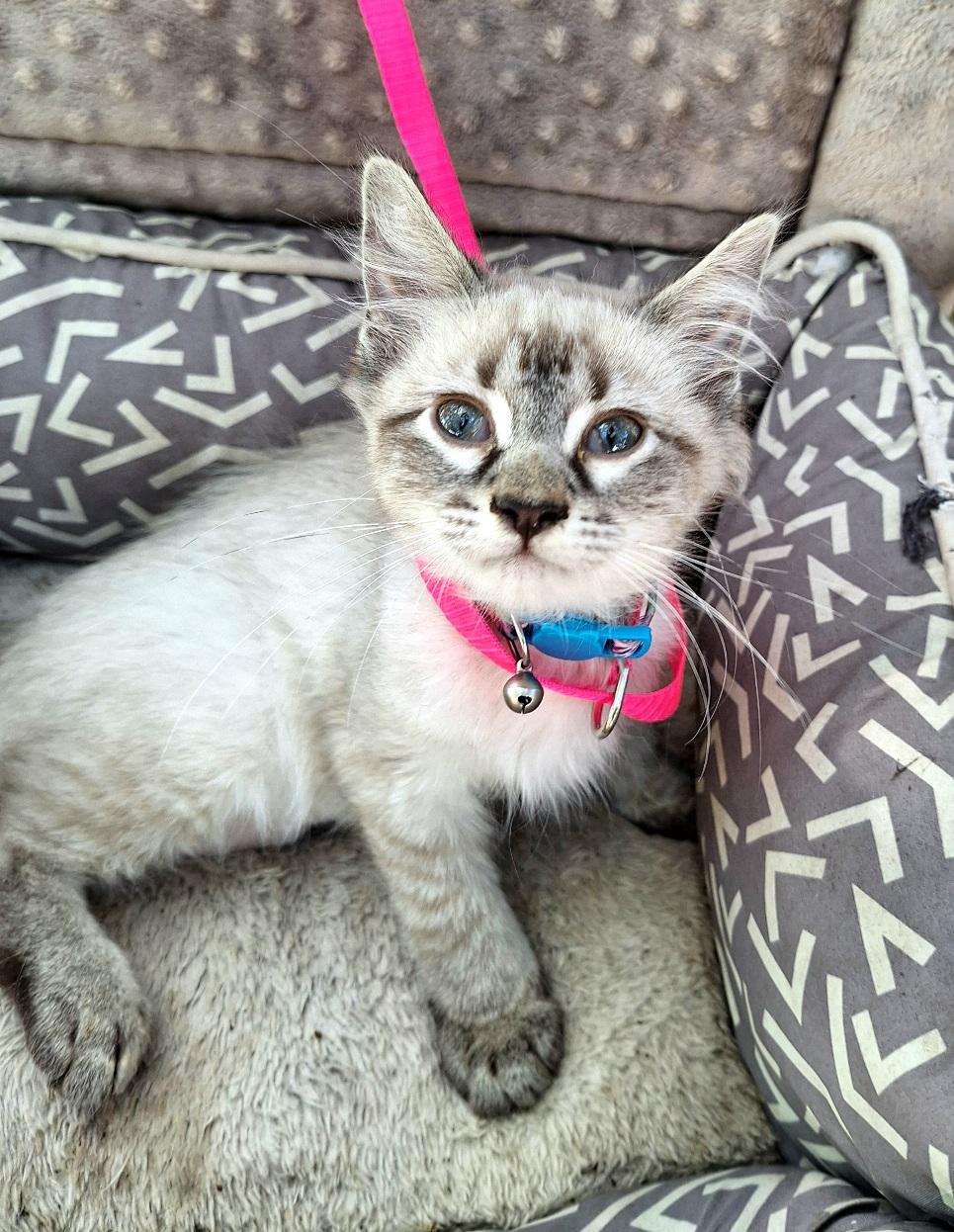 Juliska WV14487-T LOCAL Adoption Event in Woodinville 8/23, an adopted mixed breed in Woodinville, WA image 1/5