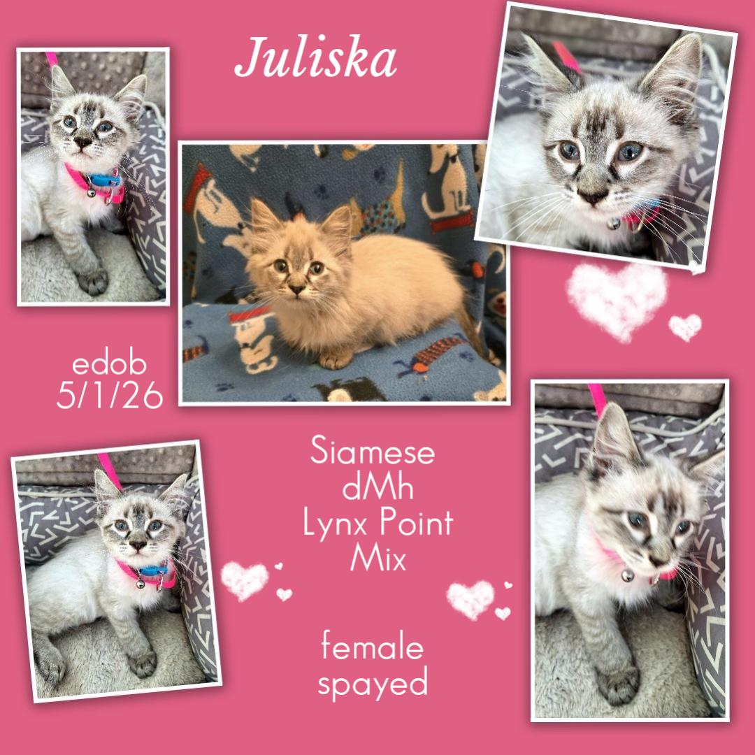 Juliska WV14487-T LOCAL Adoption Event in Woodinville 8/23, an adopted mixed breed in Woodinville, WA image 5/5